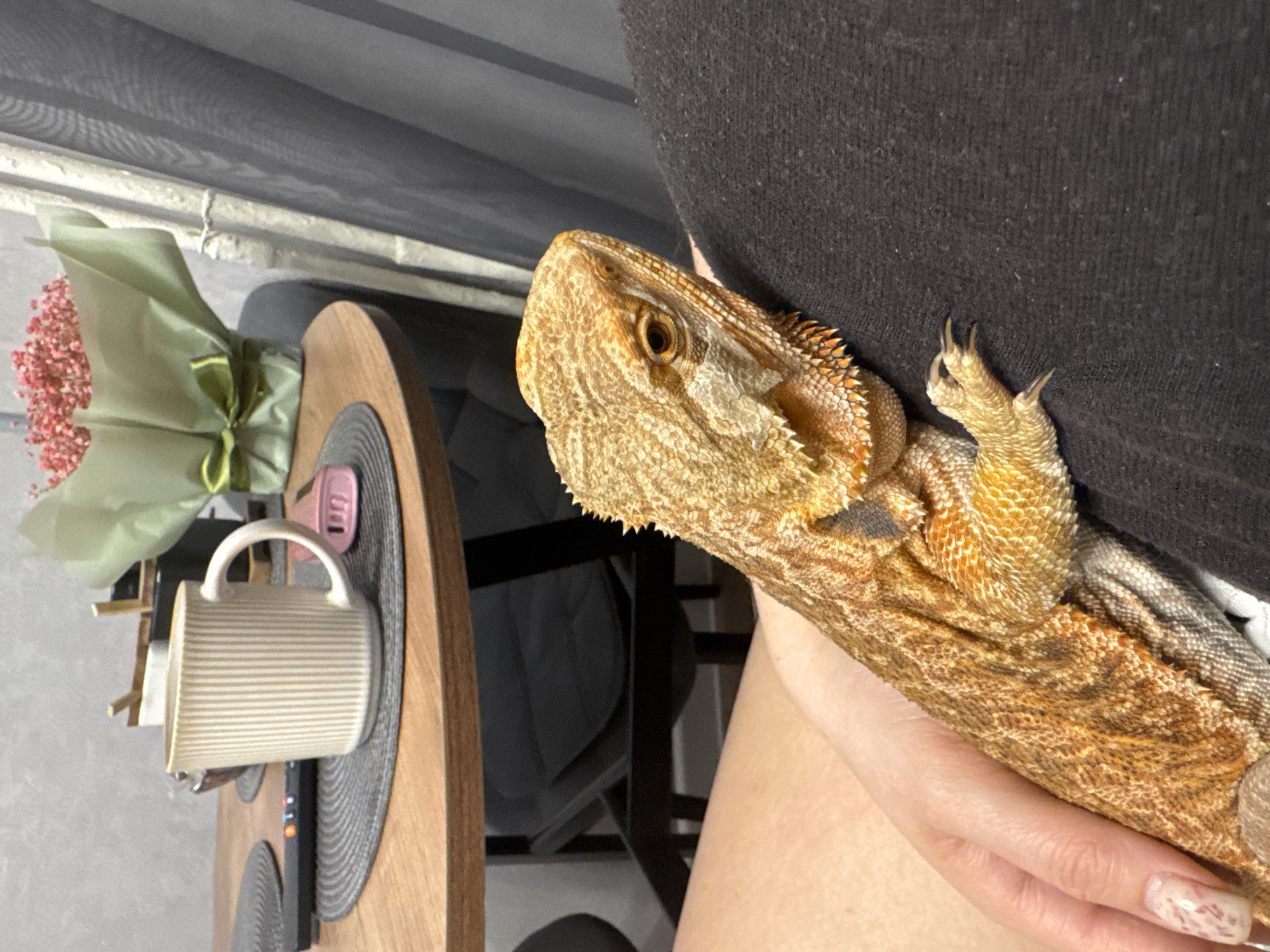 Person shares quiet moment with bearded dragon in Yakhroma