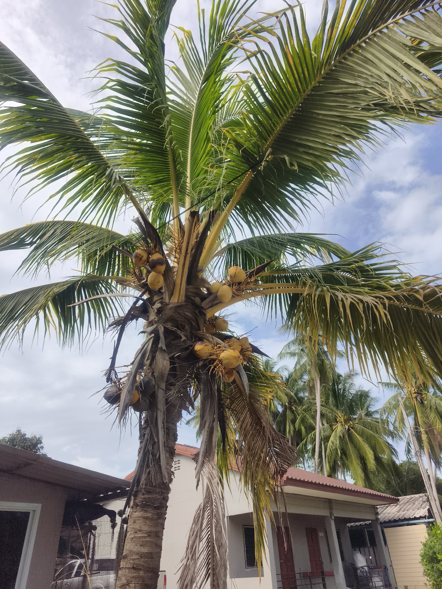 Rural coconut palms and roadway documented in Thai village