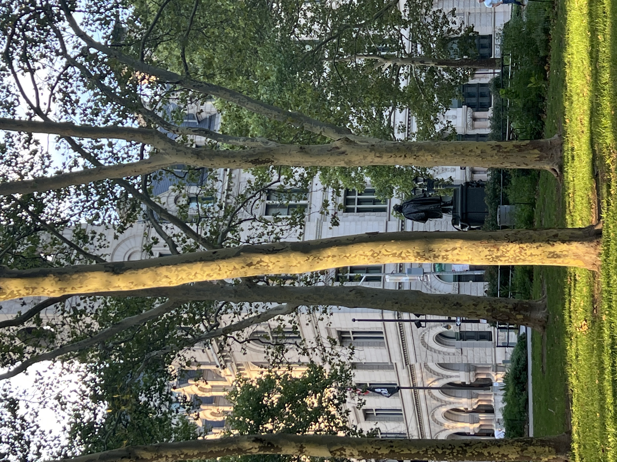 Sunny afternoon among the sycamores at Bowling Green Park