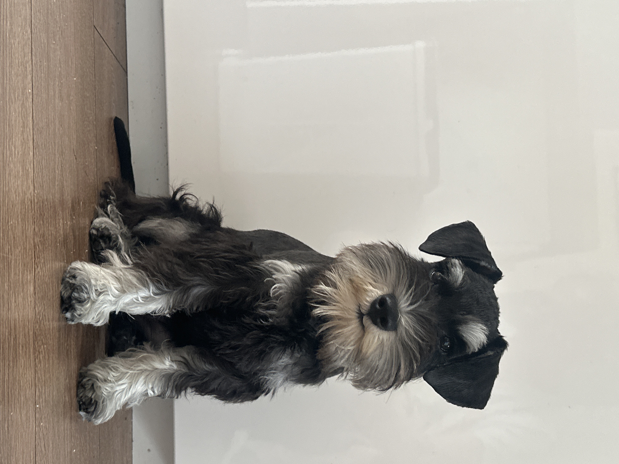 Miniature Schnauzer puppy at home in Lapės, Lithuania