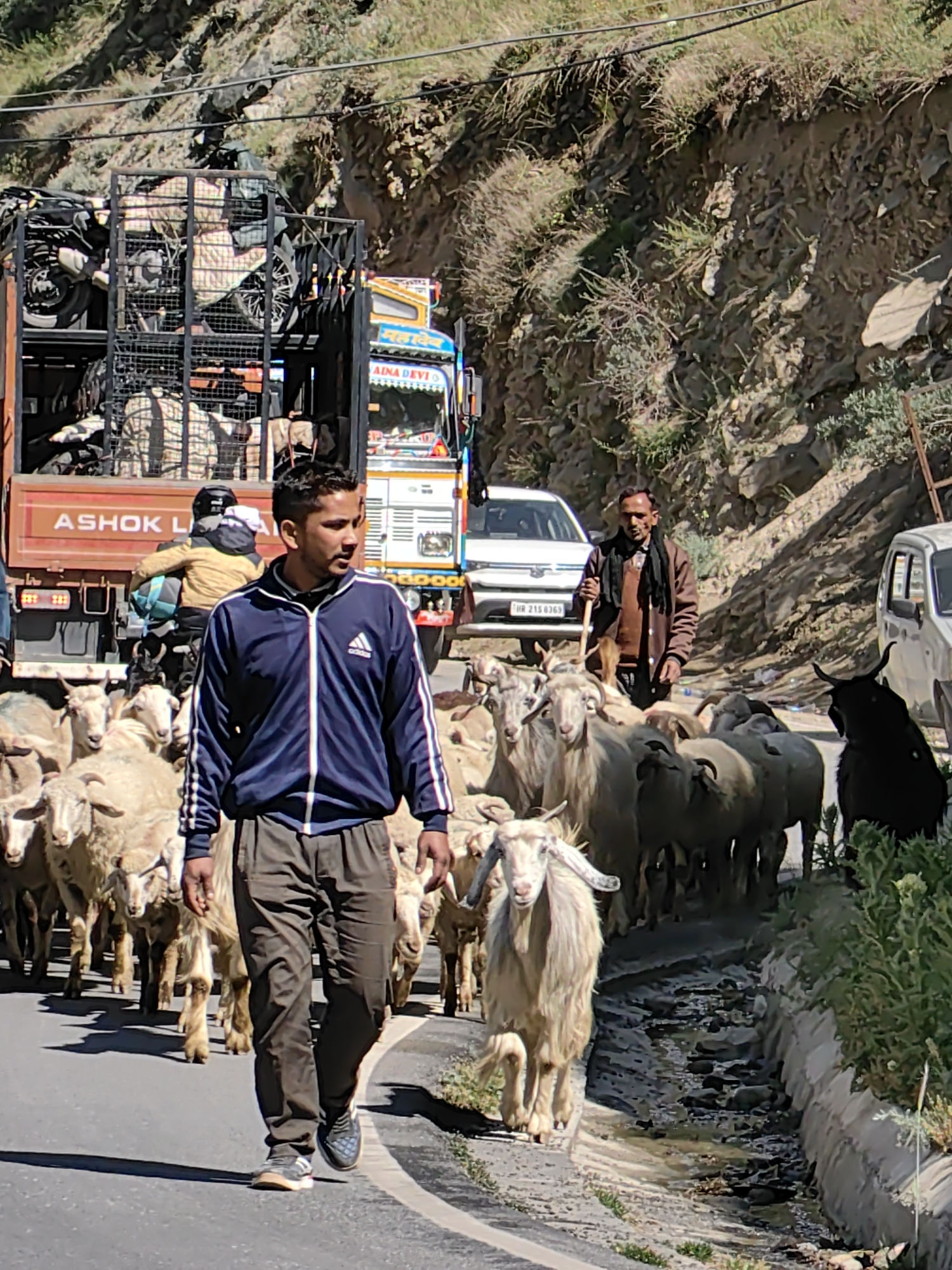 Sheep herd moves through Keylong, stalling traffic beneath Himalayan peaks
