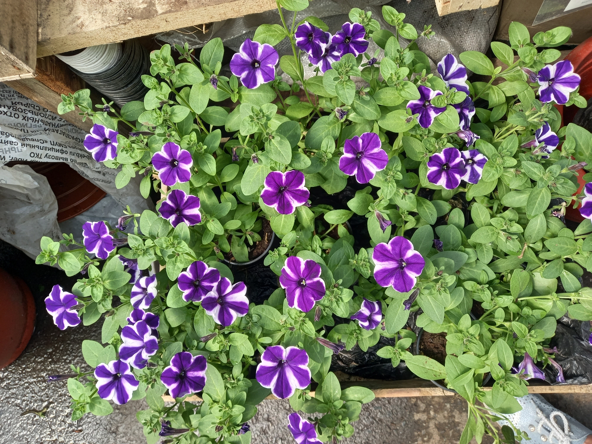 Morning flower display captured at Aramil garden center