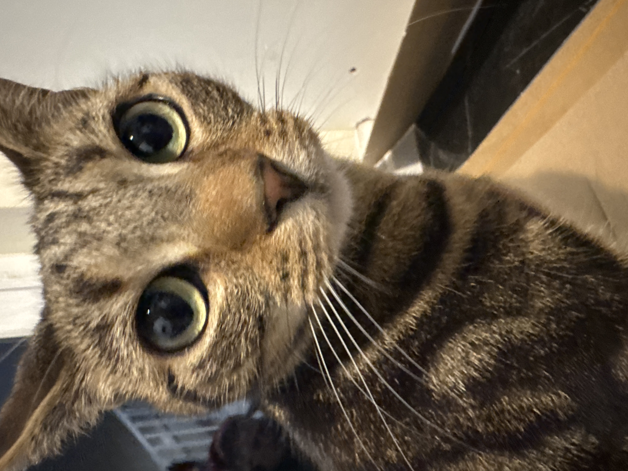Resident photographs multiple cats in close-up shots in Desborough