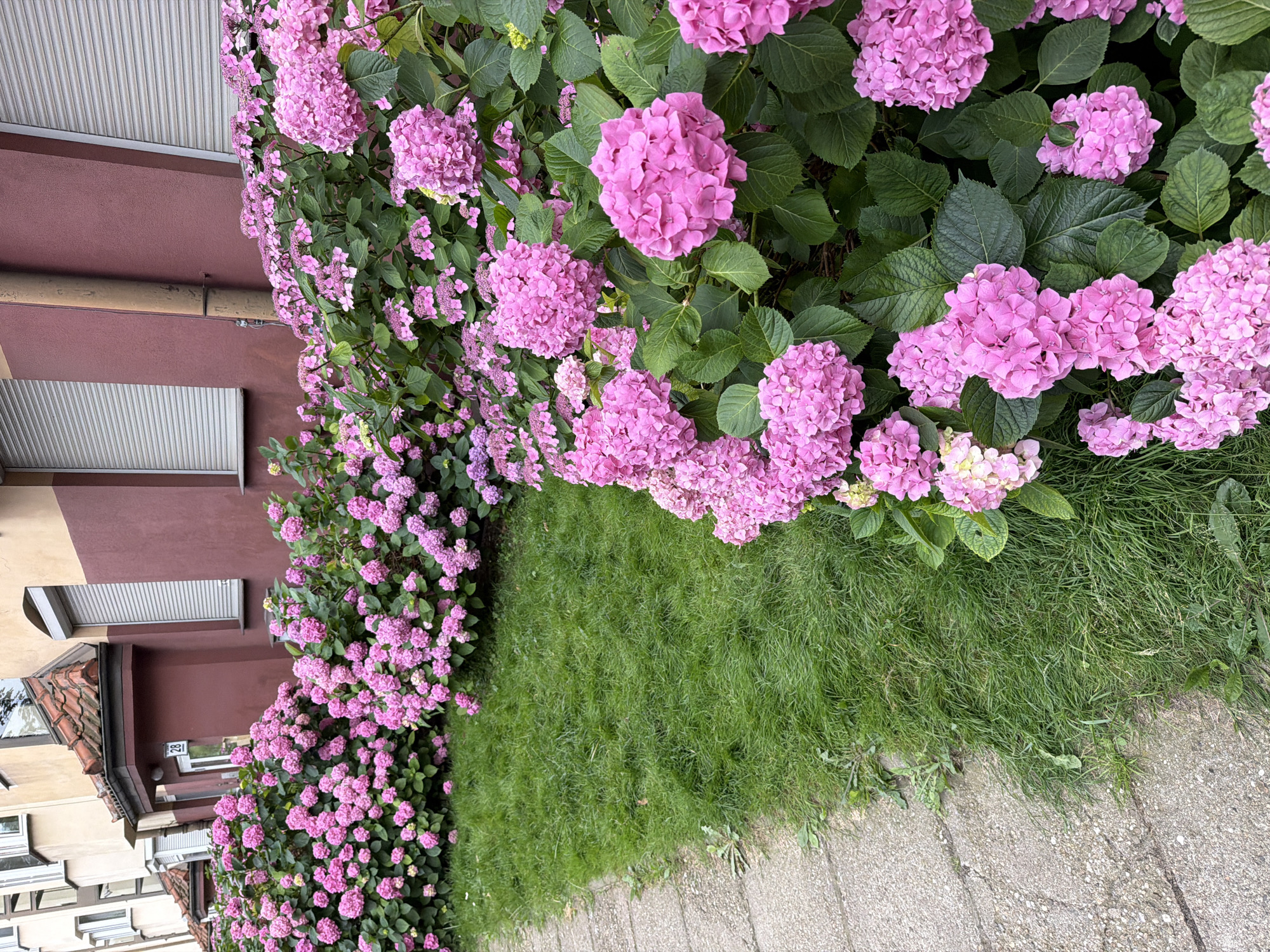 Pink hydrangeas in full bloom outside a red brick building