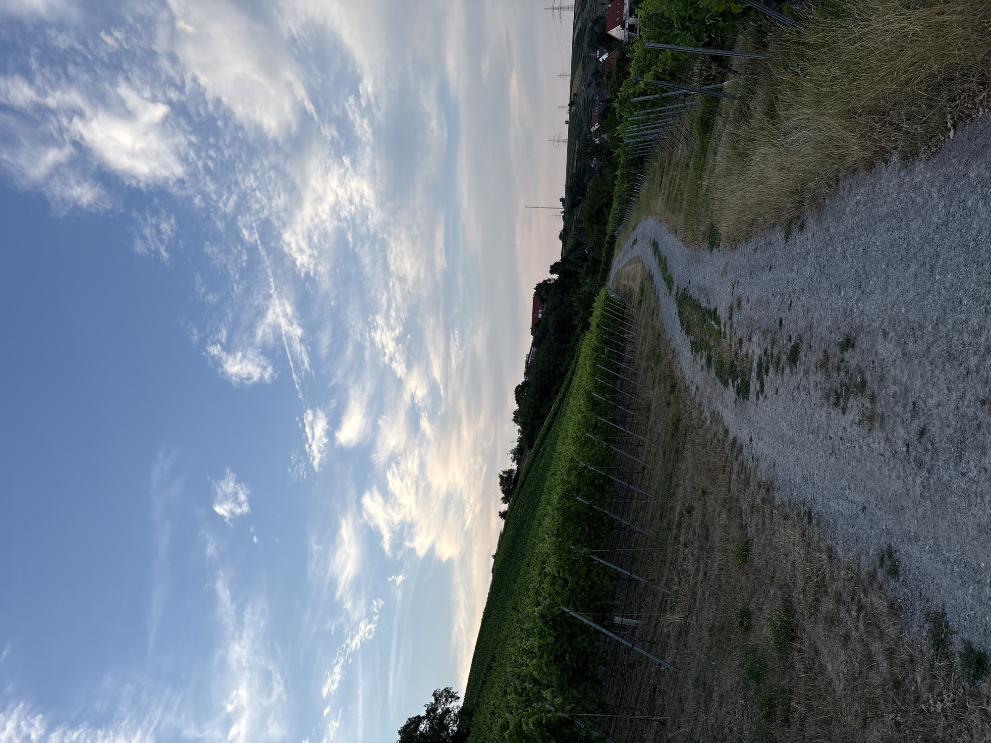 Bönnigheim's vineyards and half-timbered old town, early summer evening