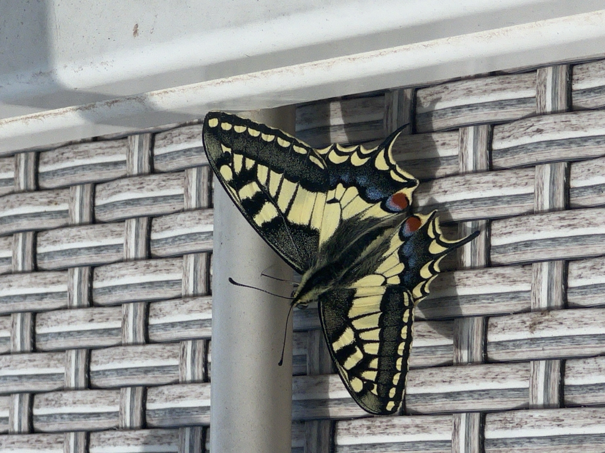Colorful butterfly spotted resting on post in Budva, Montenegro
