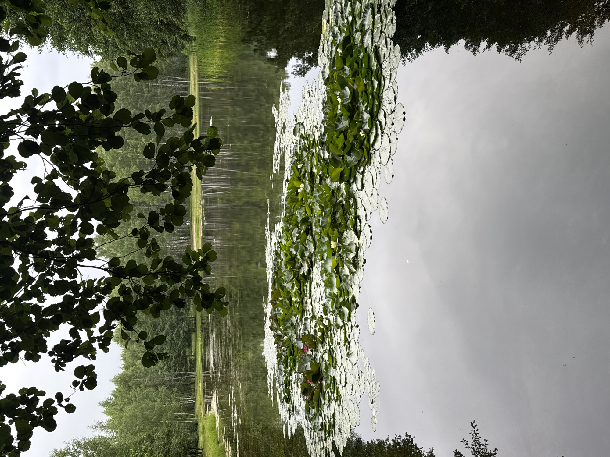Pink water lilies bloom on a still pond in Dubna