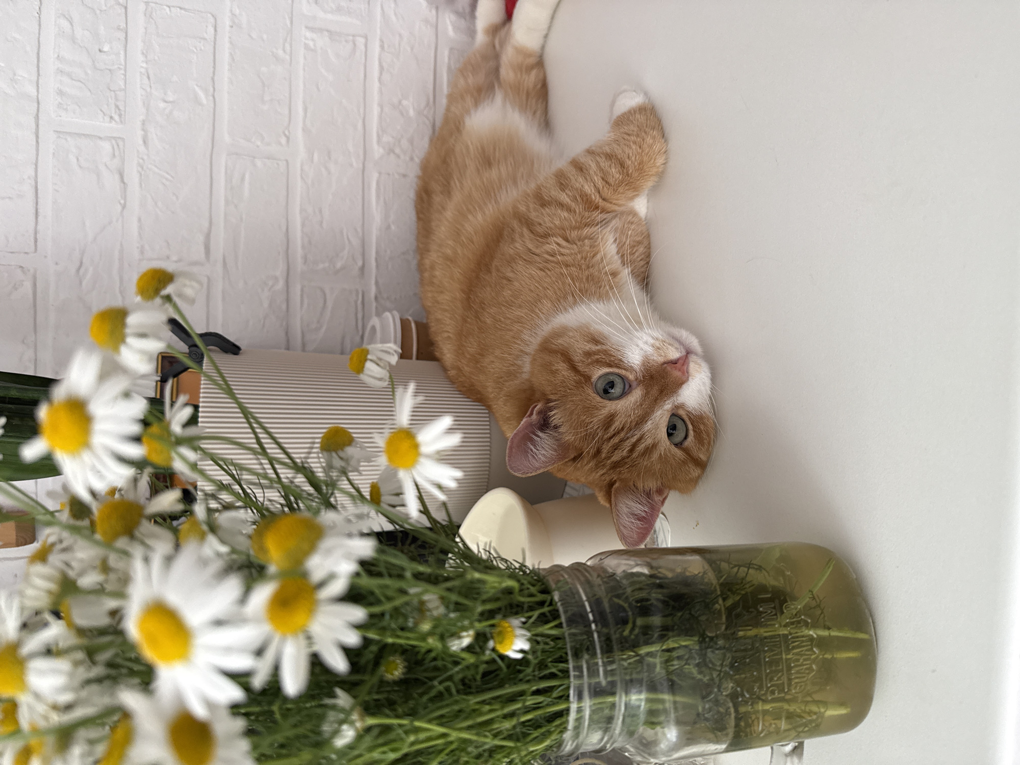 Cat, daisies, and a fortune figurine in a calm home setting