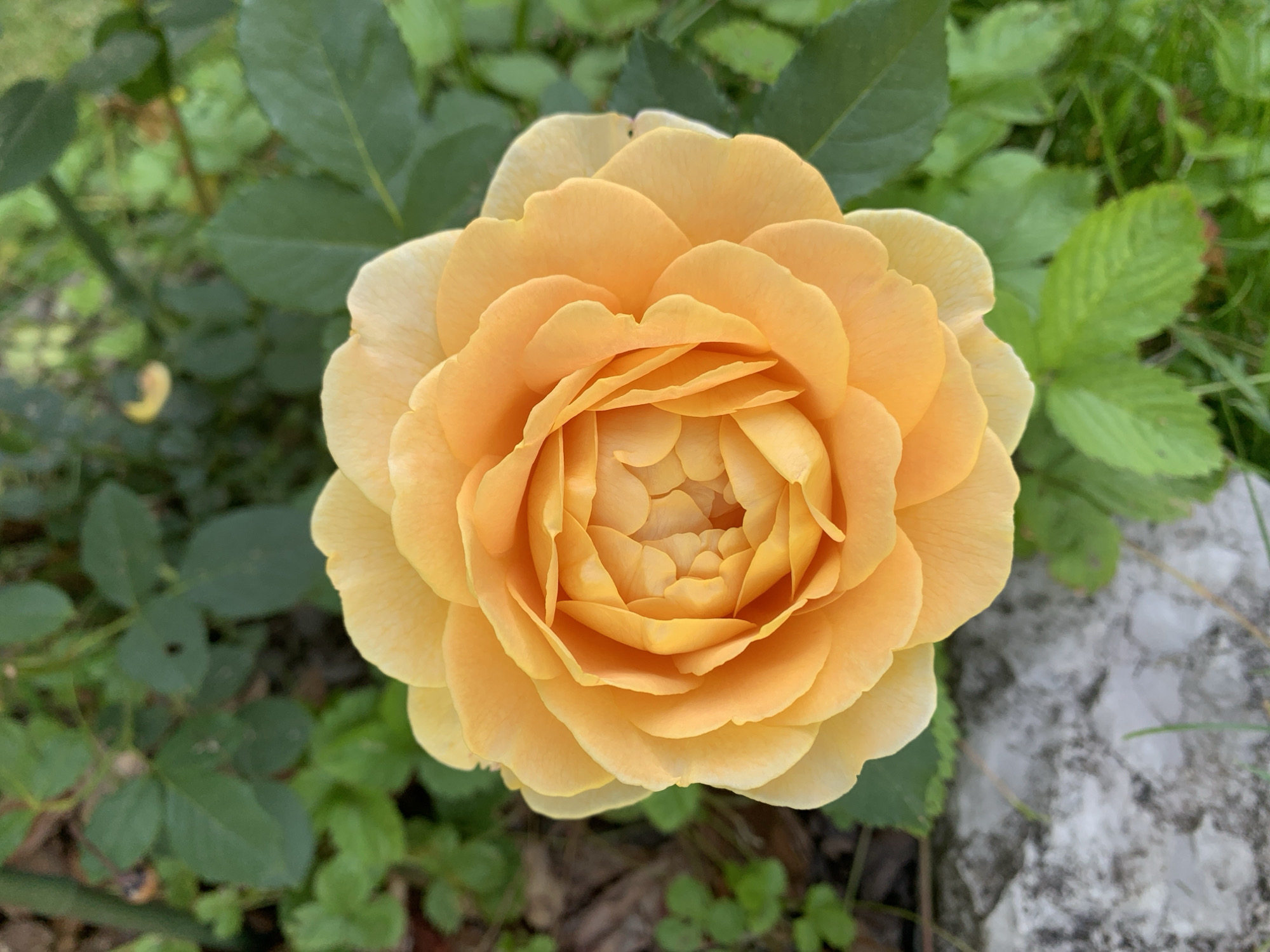 A Perm backyard garden in full summer bloom