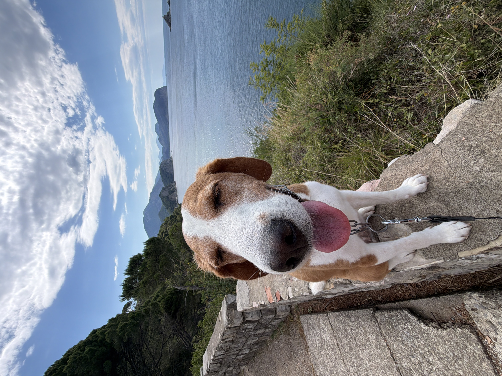 Dog walker captures quiet coastal morning in Montenegro