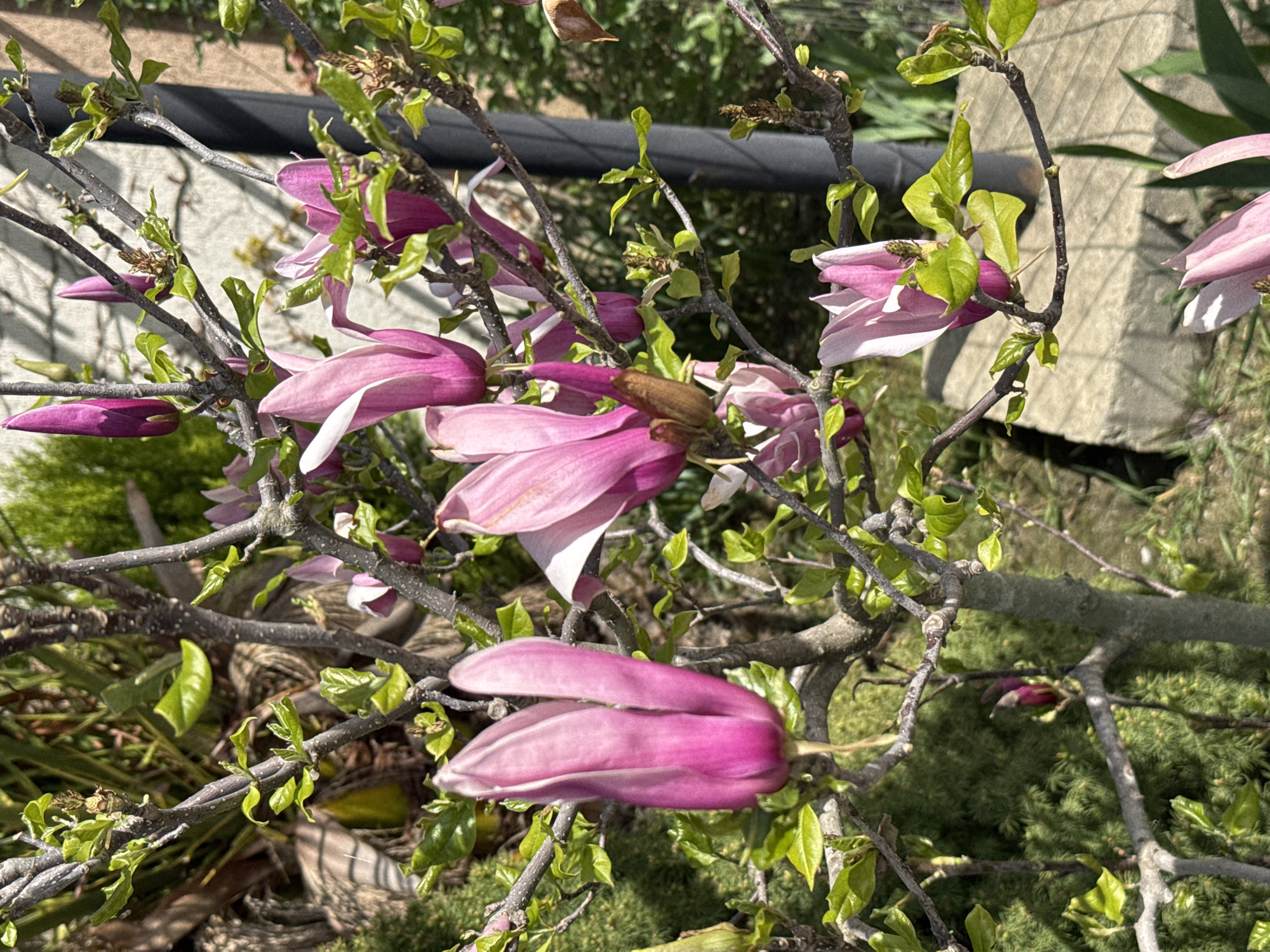 Spring blooms captured in Russian village magnolia shrub