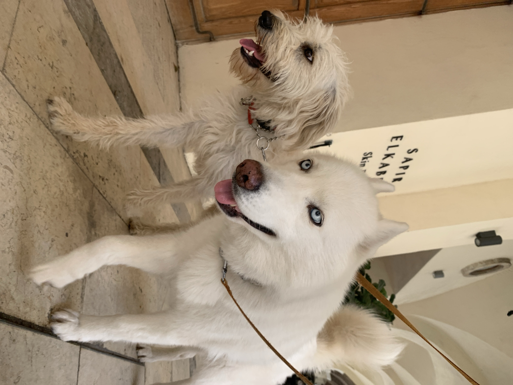 Dogs spotted during morning walk in Tel Aviv streets
