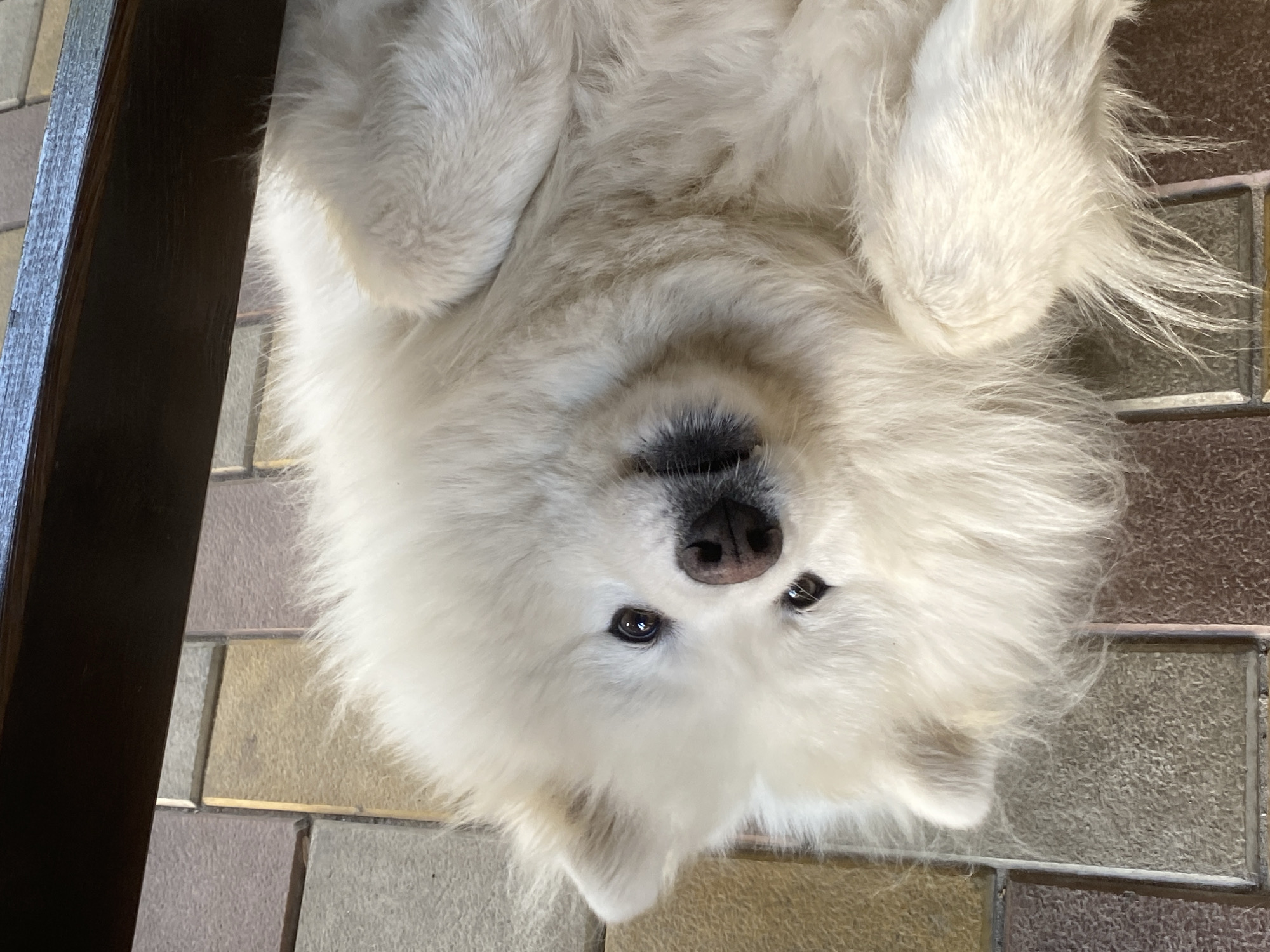 Samoyed takes it easy across tiled and stone surfaces