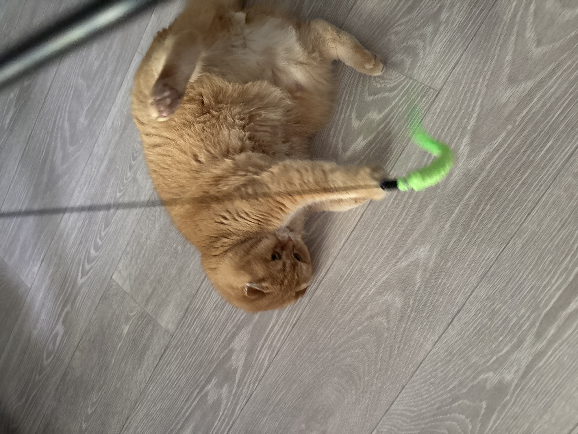 Orange tabby cat plays with feather wand on wooden floor