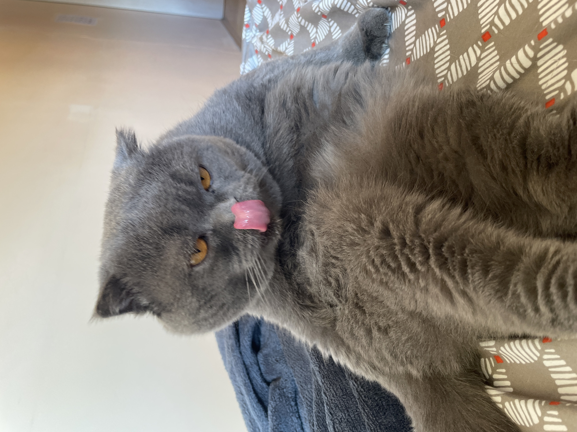 Gray Scottish Fold cat documented during morning rest and grooming
