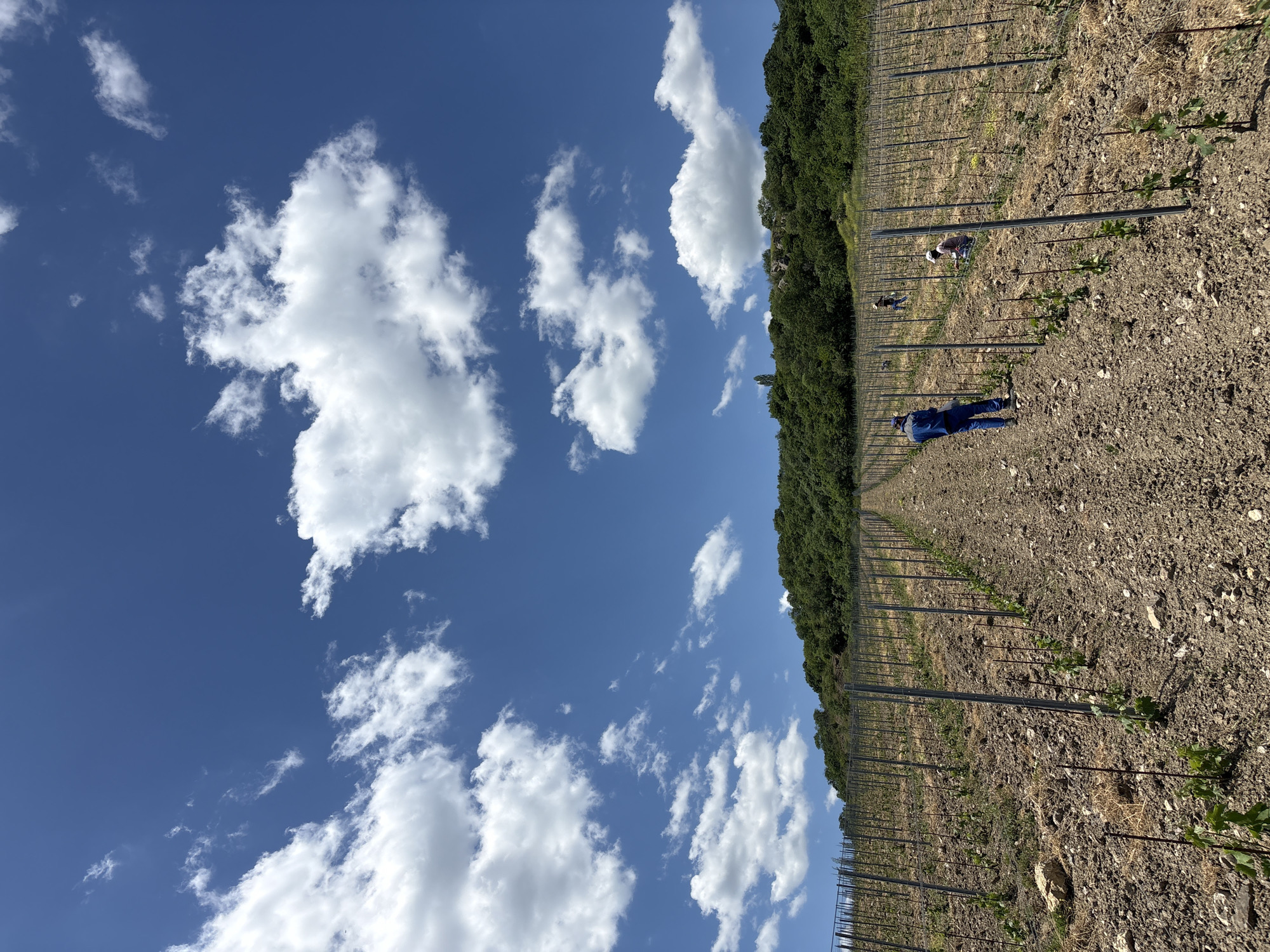 Vineyard workers tend vines under clear skies in Partenit