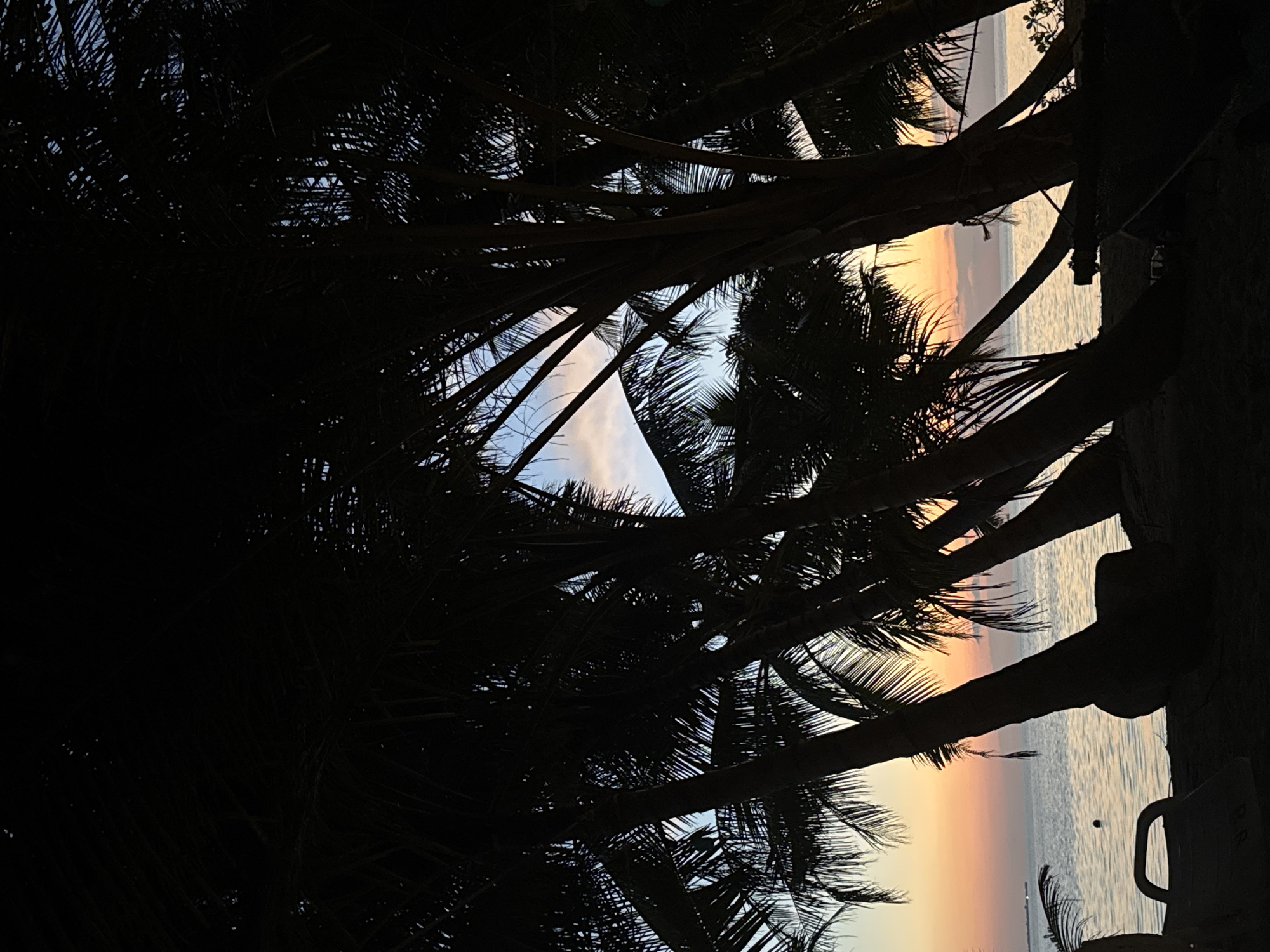 Tropical sunrise captured beneath palm trees in Maldives
