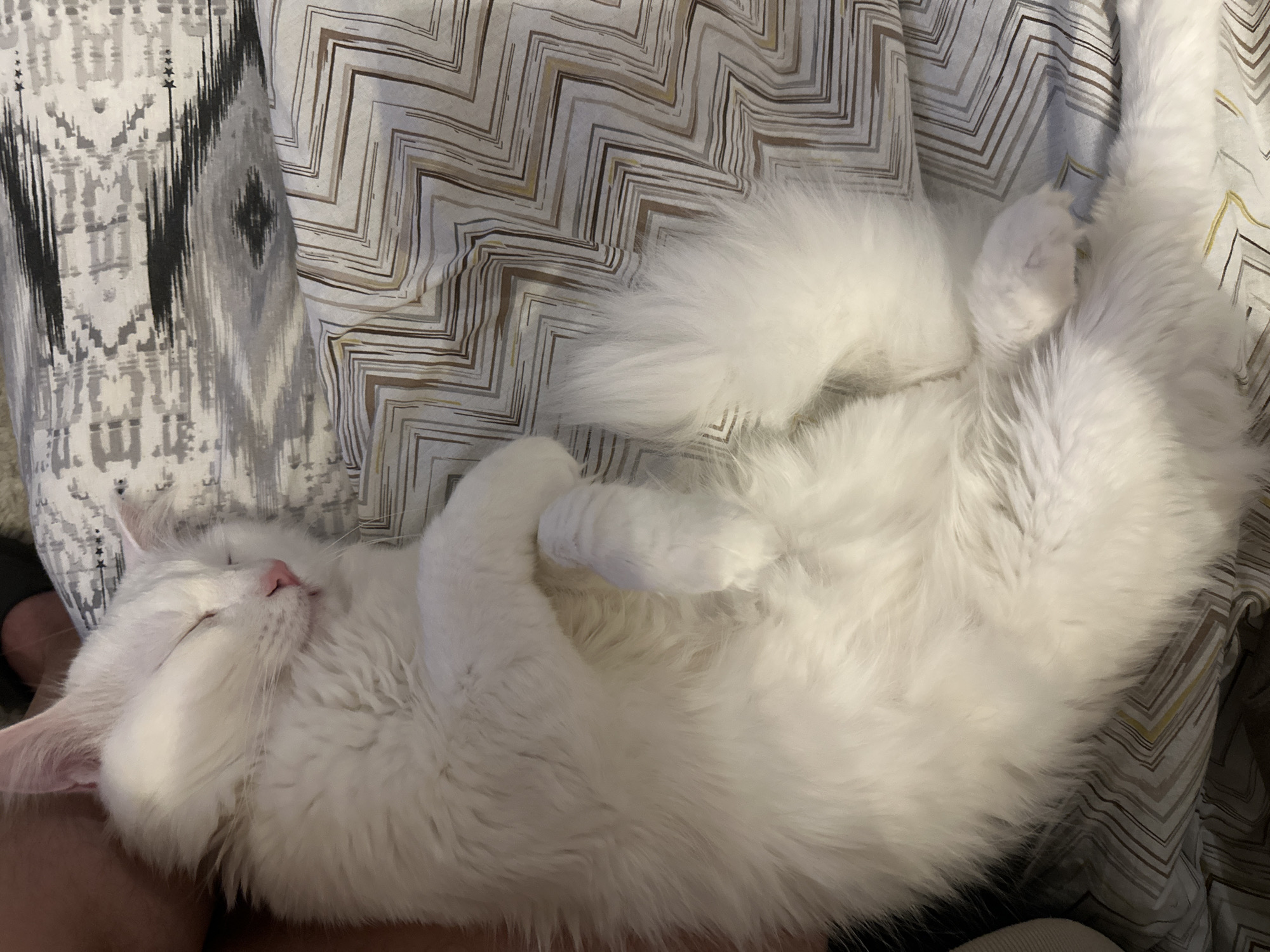 White cat rests on bed with owner in Sofia