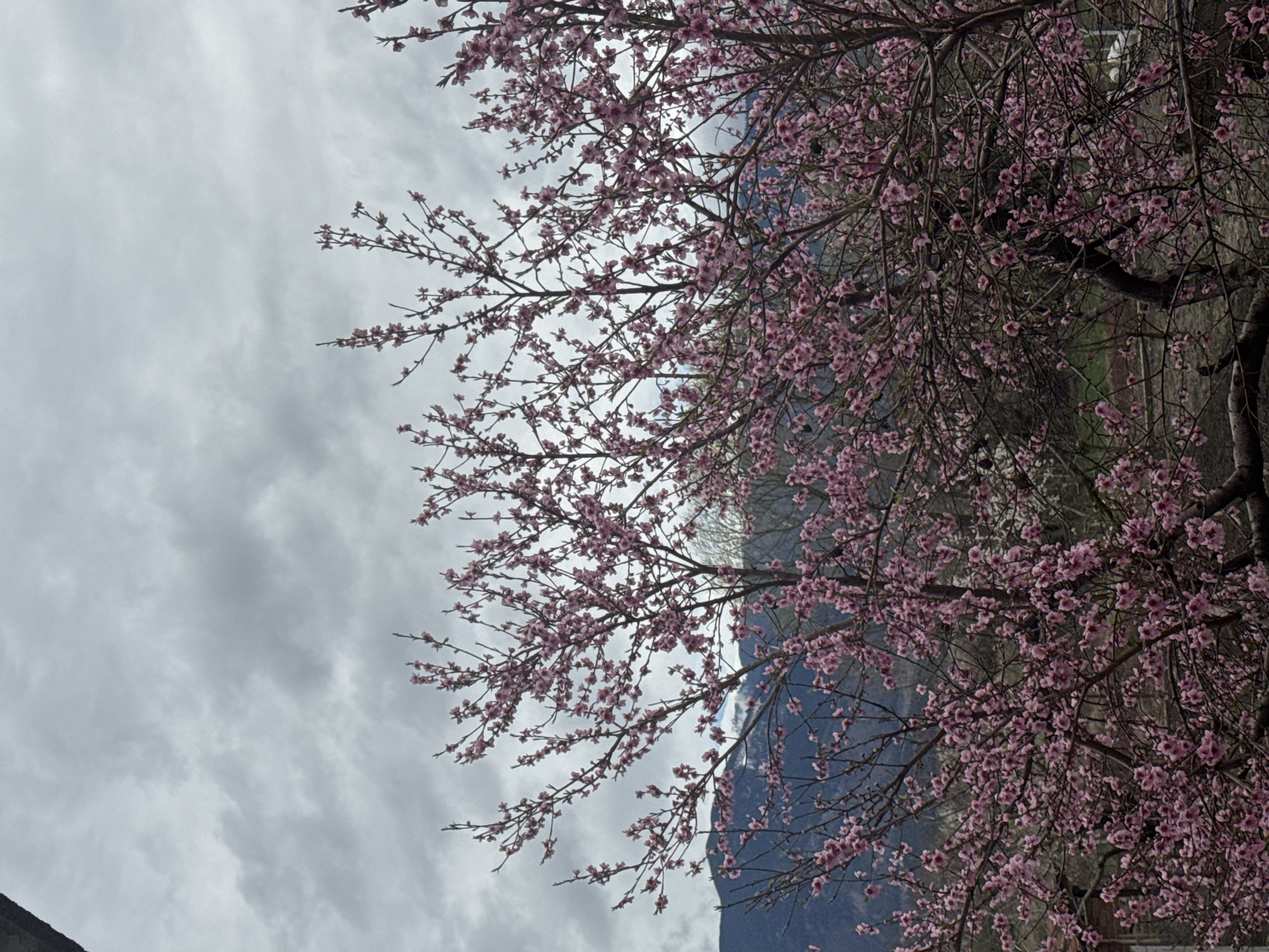 Spring blossoms bloom in Cherven Breg, Bulgaria