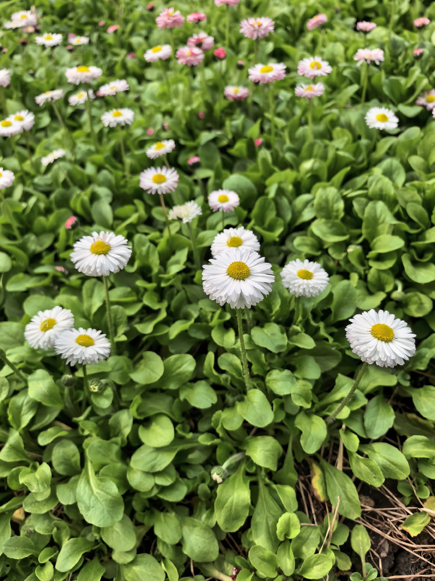 Spring garden flowers documented in Sterlitamak, Russia