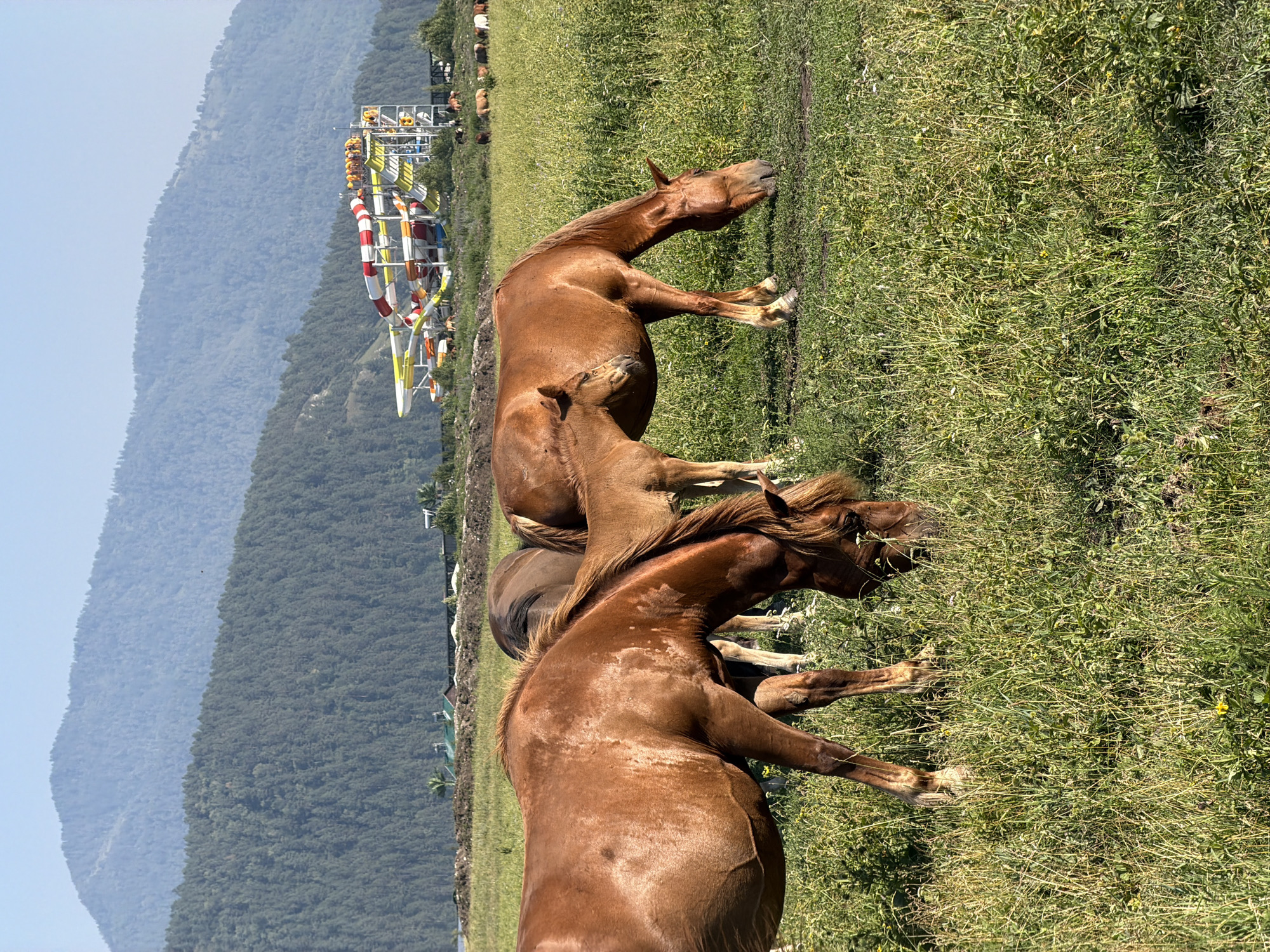 Horses and foals graze in the meadows of Anos, Russia