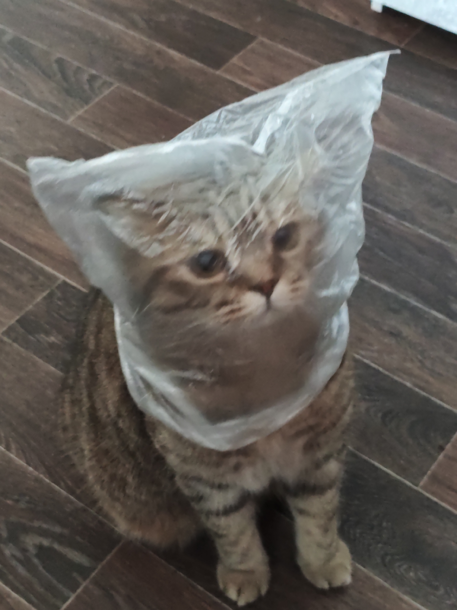 Tabby cat repeatedly gets head stuck in plastic bag