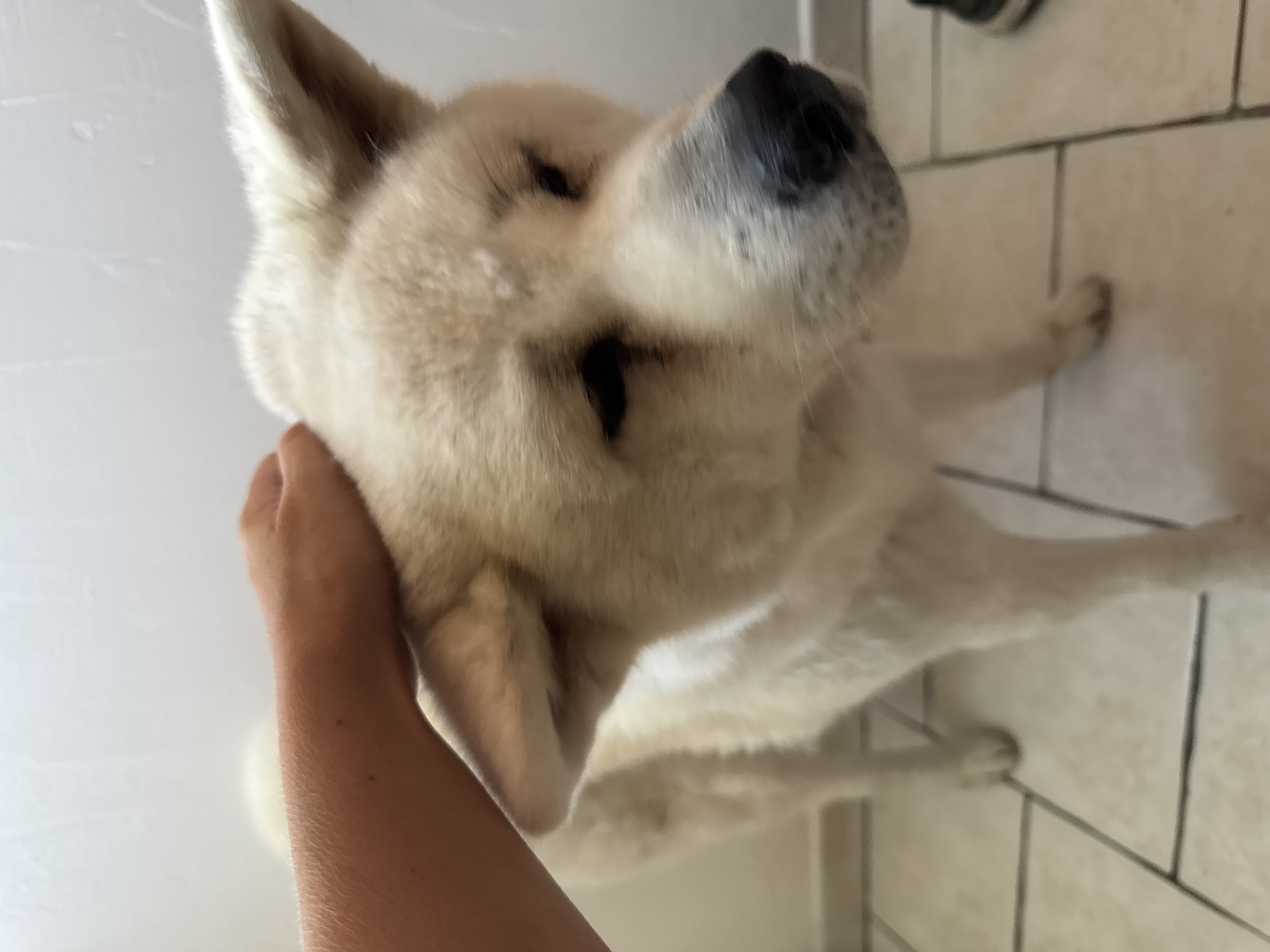 Akita chilling on a patio in Wattrelos, France
