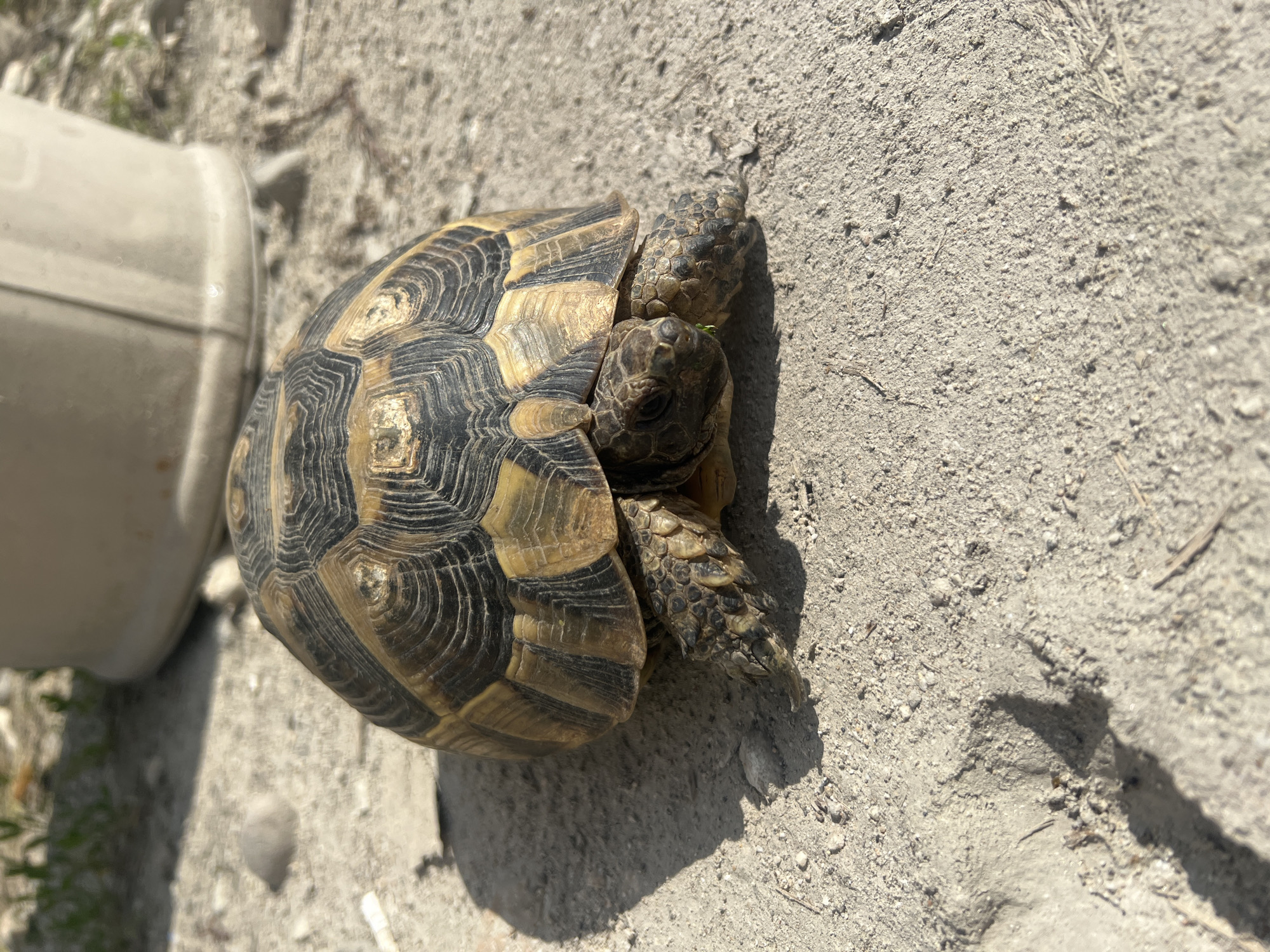 Tortoise spotted on street in Plovdiv, Bulgaria