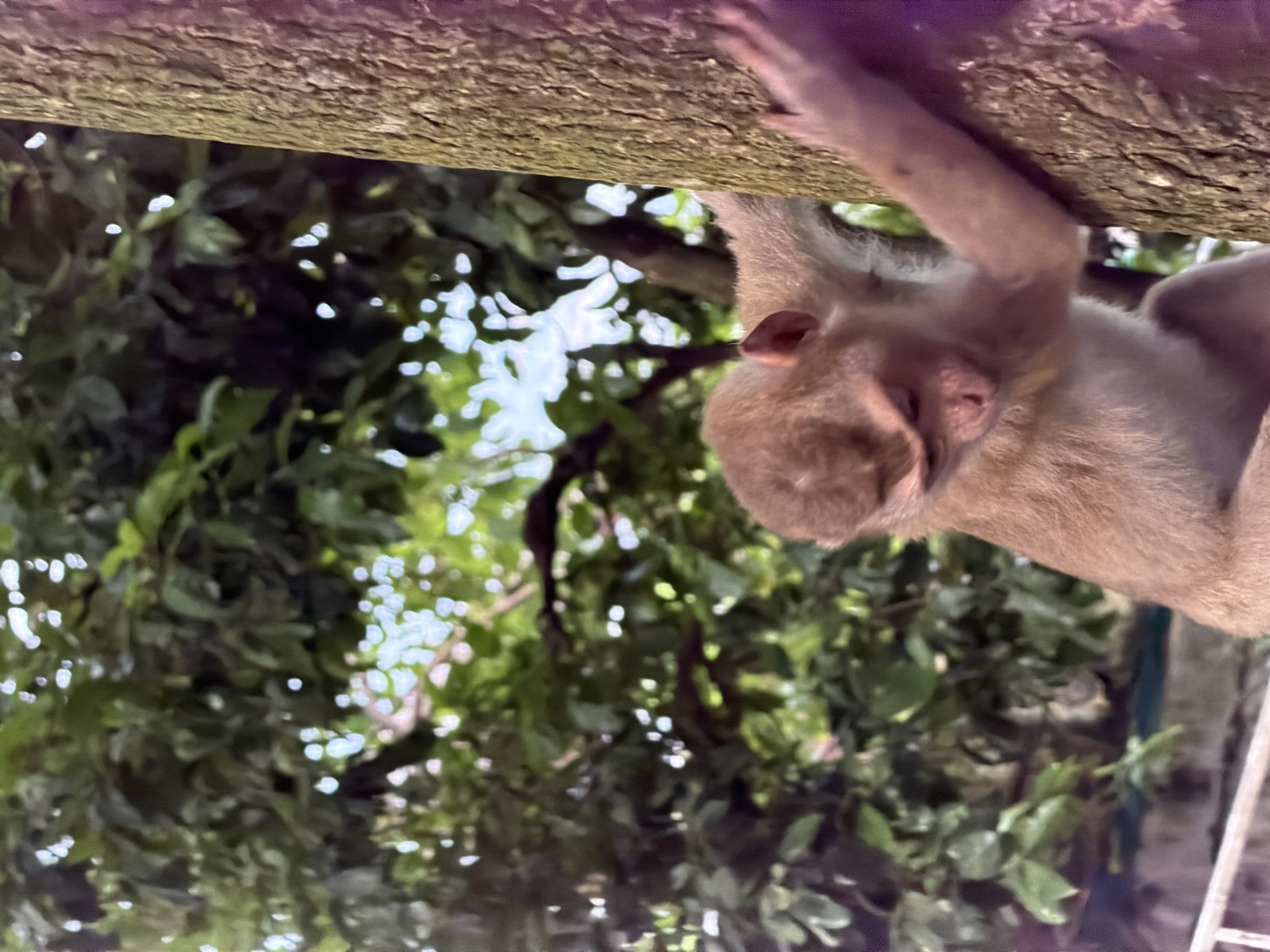 Big Buddha, monkeys, and coastal views in Karon