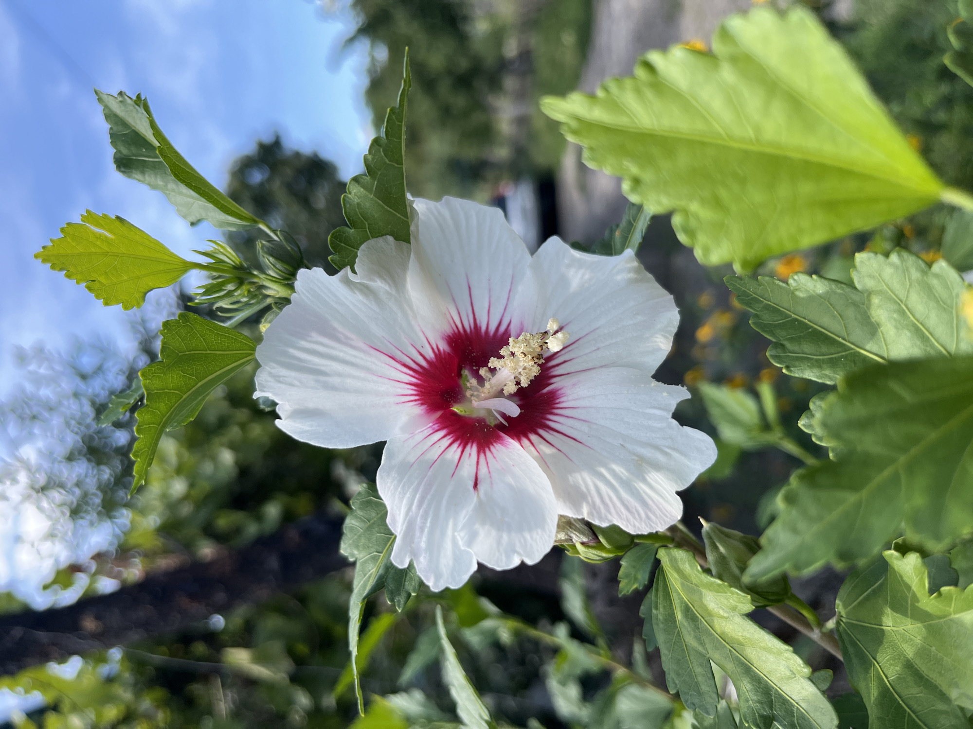 Garden flowers in close-up bloom, Lozuvatka, Ukraine