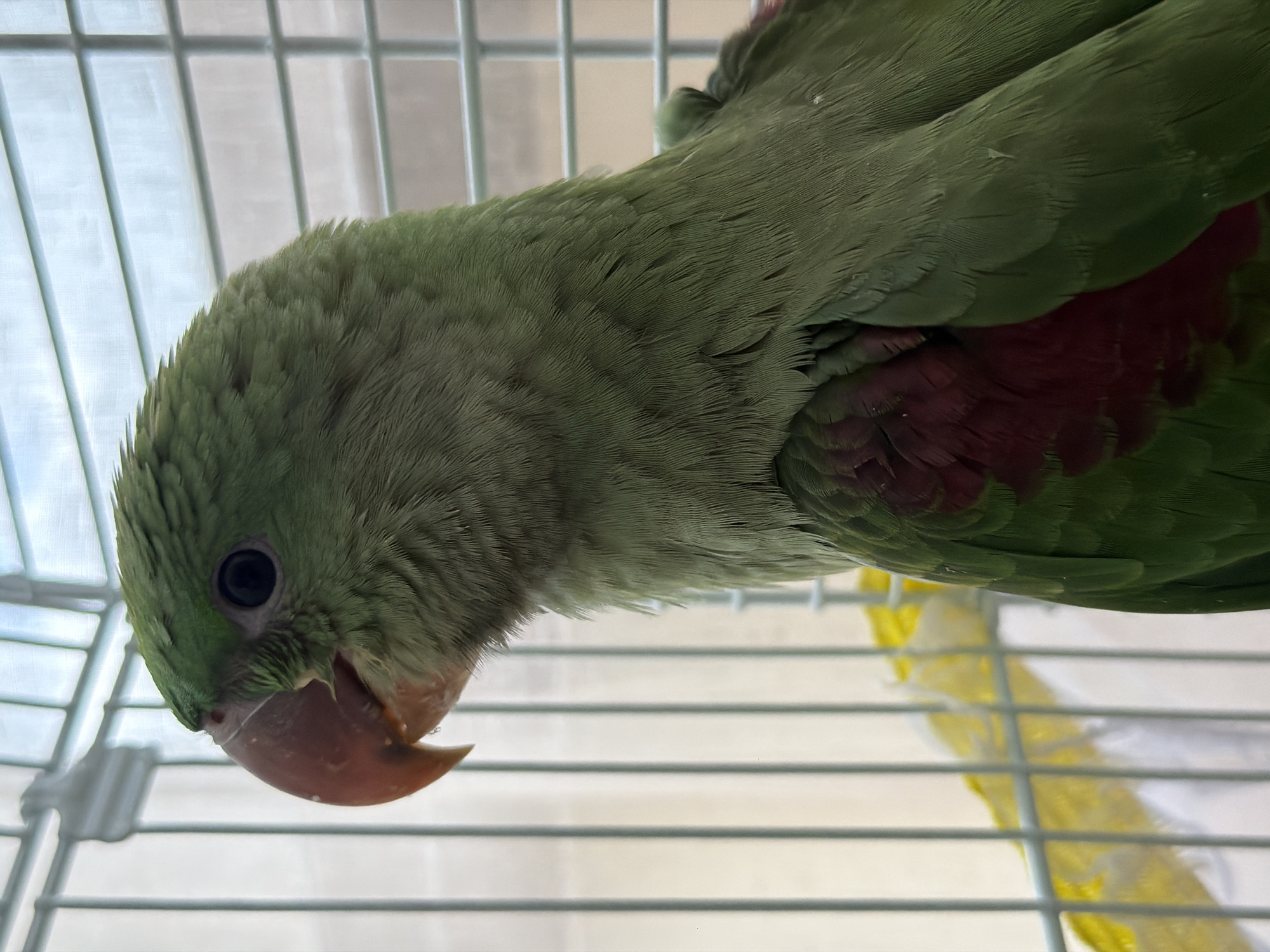 Afternoon snapshots: green parrot, stormy skies, home scenes documented