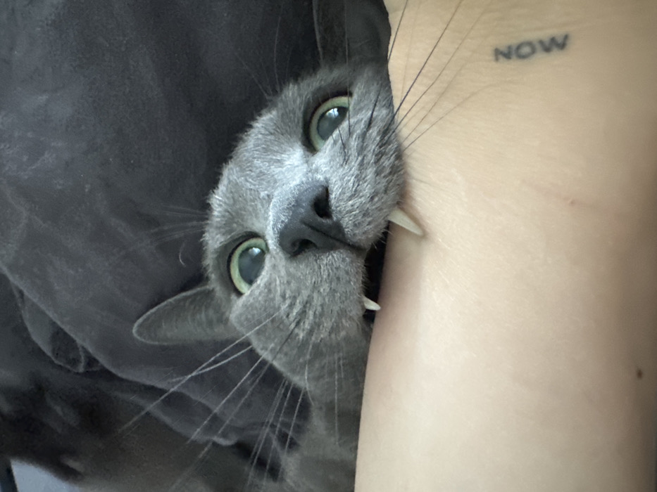 Moscow resident shares quiet morning moments with gray cat