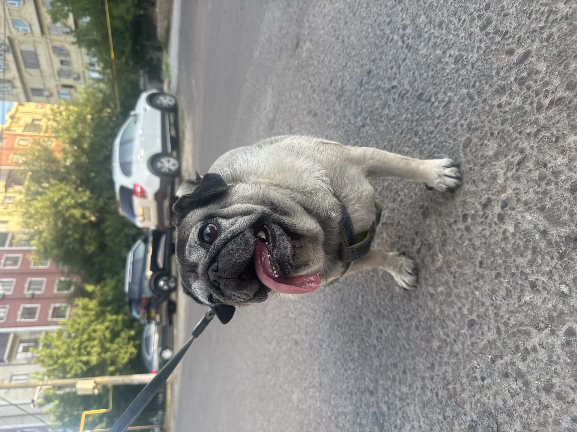 Pug and cat spotted together on Tashkent streets