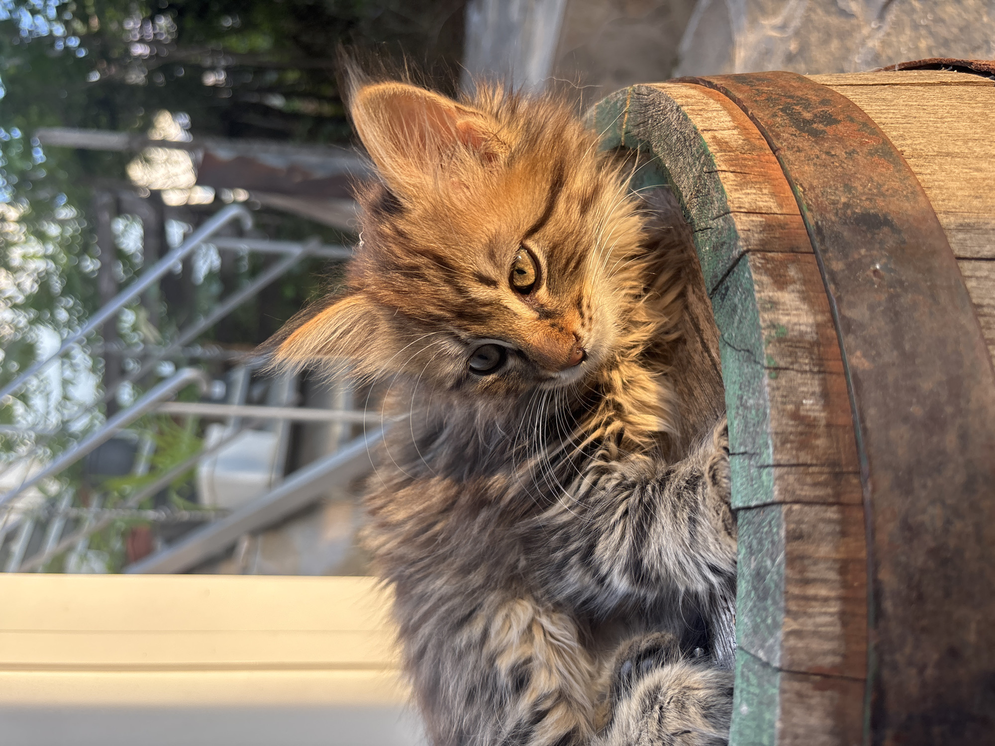 Kitten plays around wooden barrel in Asenovgrad, Bulgaria