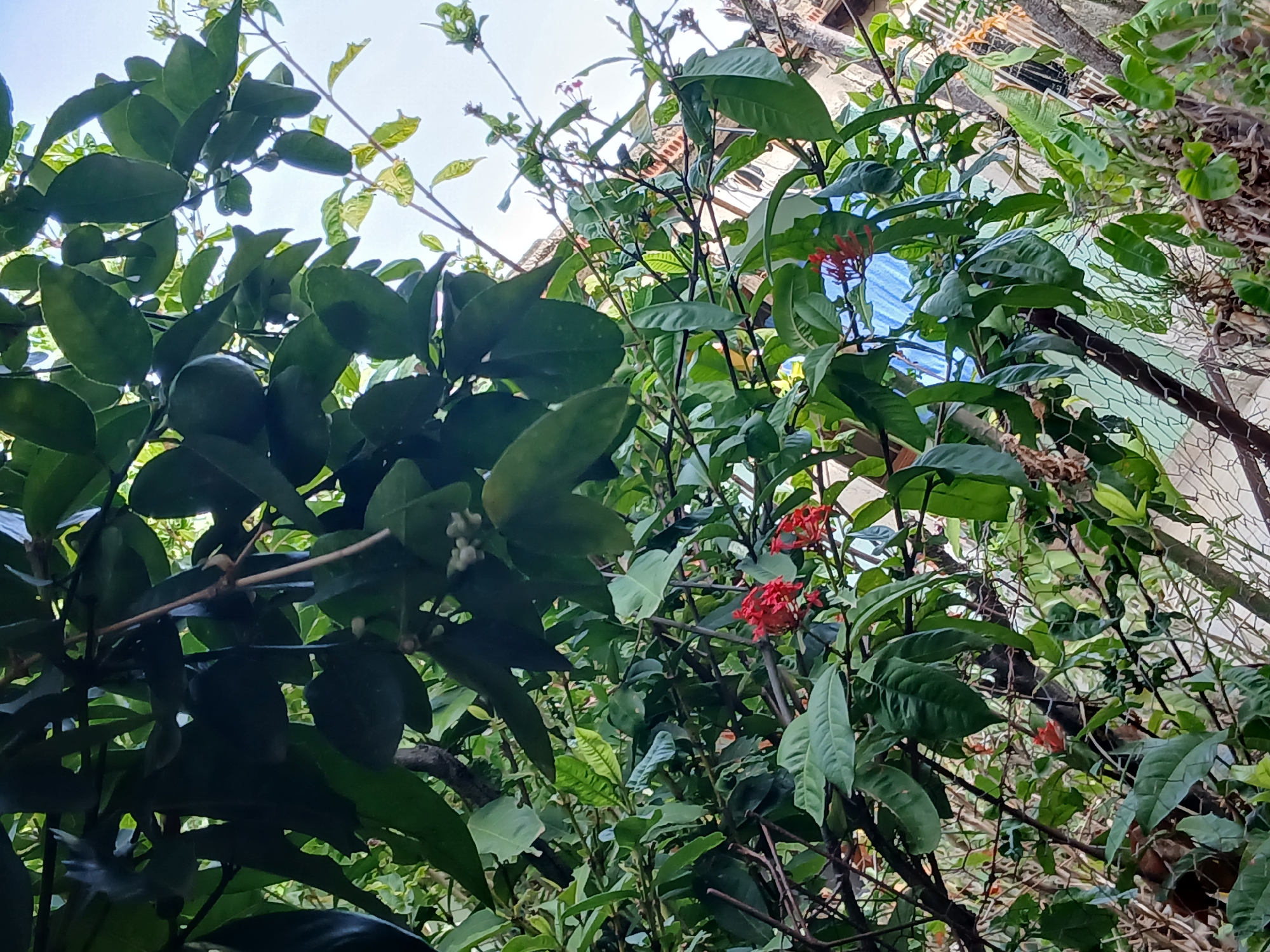 An evening wander around a Santa Ana home and yard