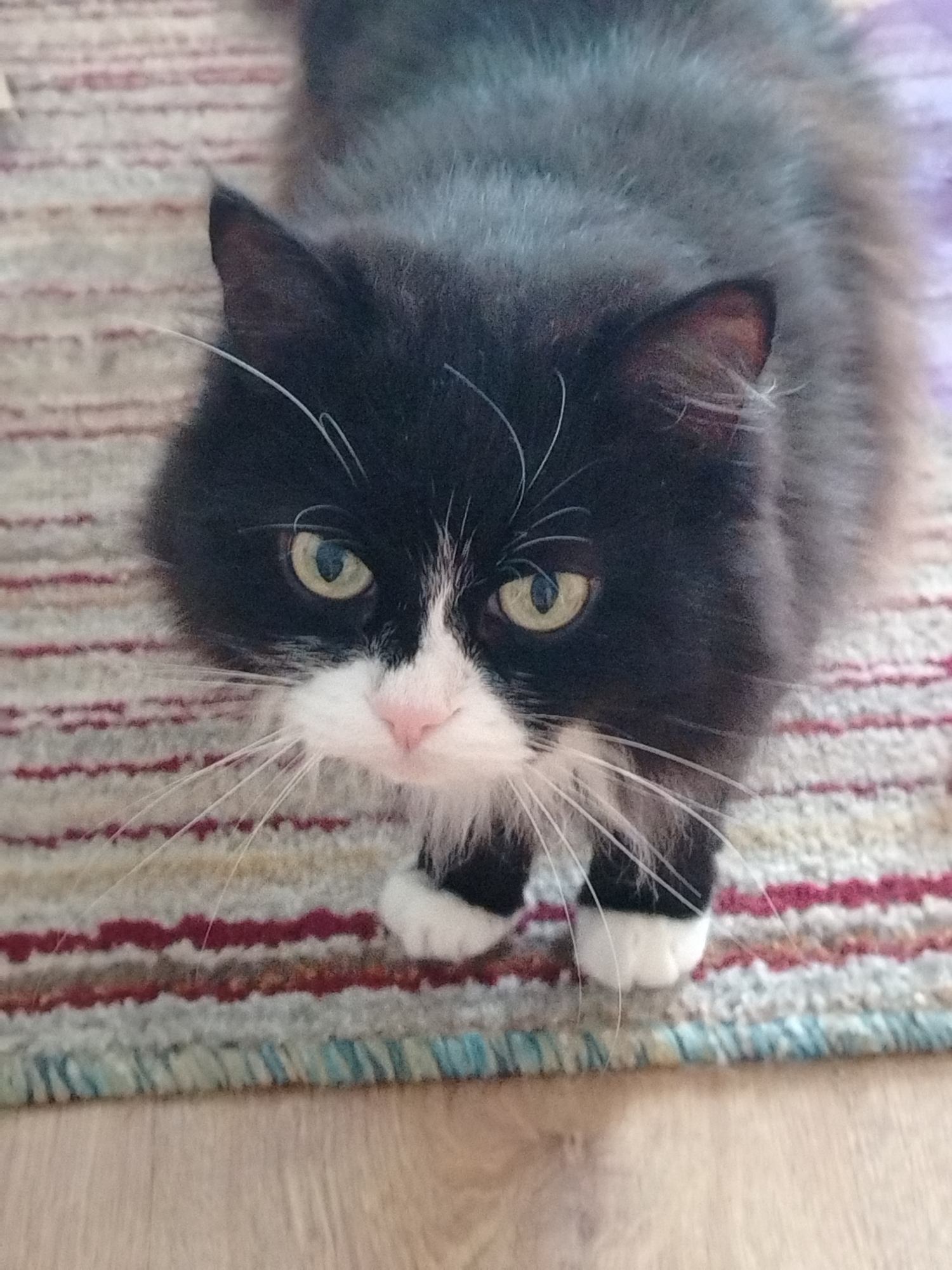 Fluffy black and white cat relaxes on a striped rug in Andreyevka