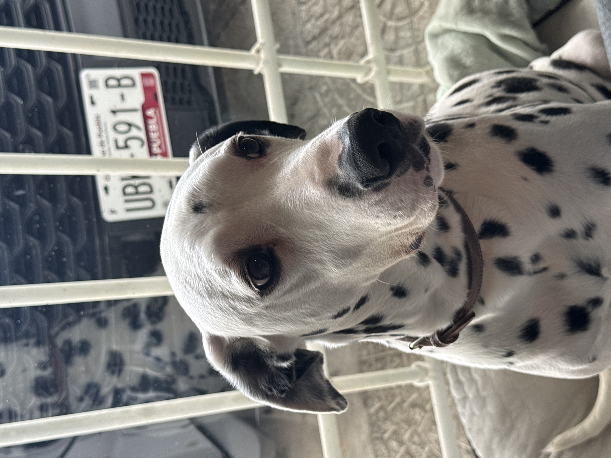 Dalmatian dog and Artemis II launch viewing in Puebla
