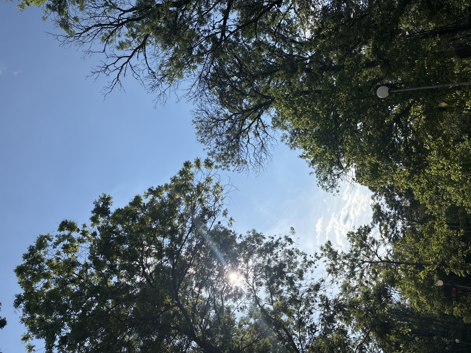 Sky view through trees captured by witness