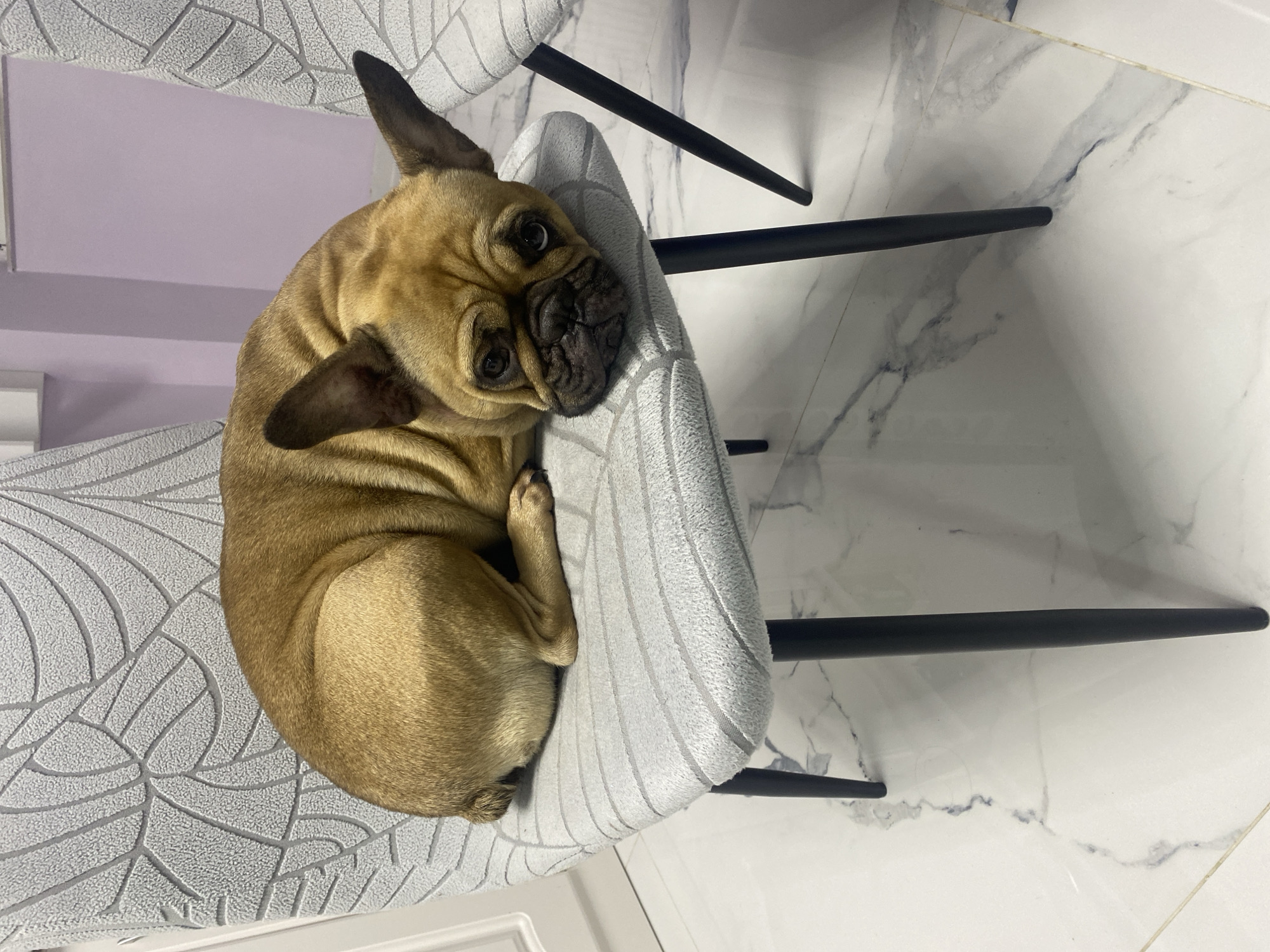 French Bulldog rests on chair in Sofia home