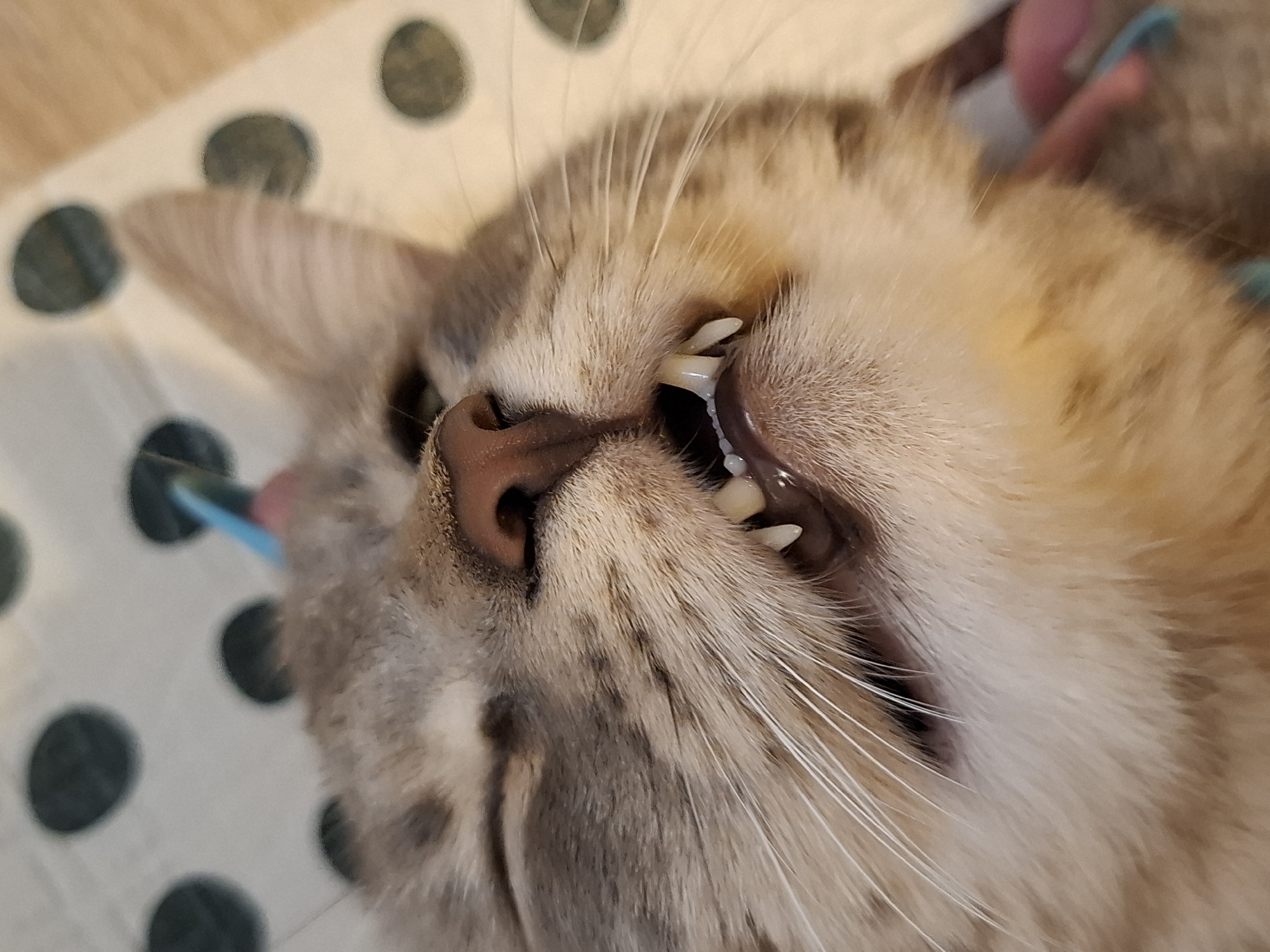 Tabby cats chilling out at home, various angles