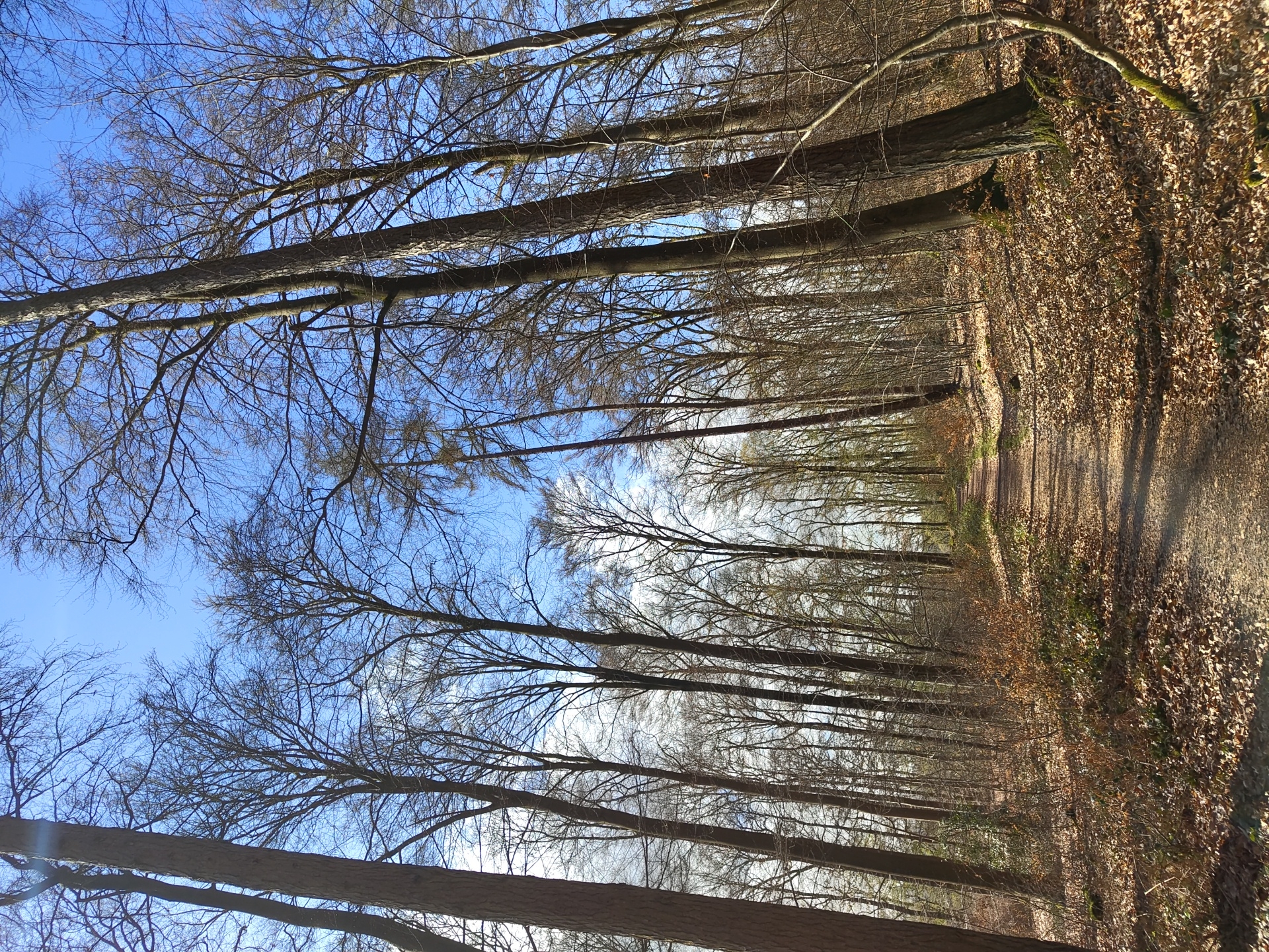 Forest scenes with stream documented in Mettlach, Germany