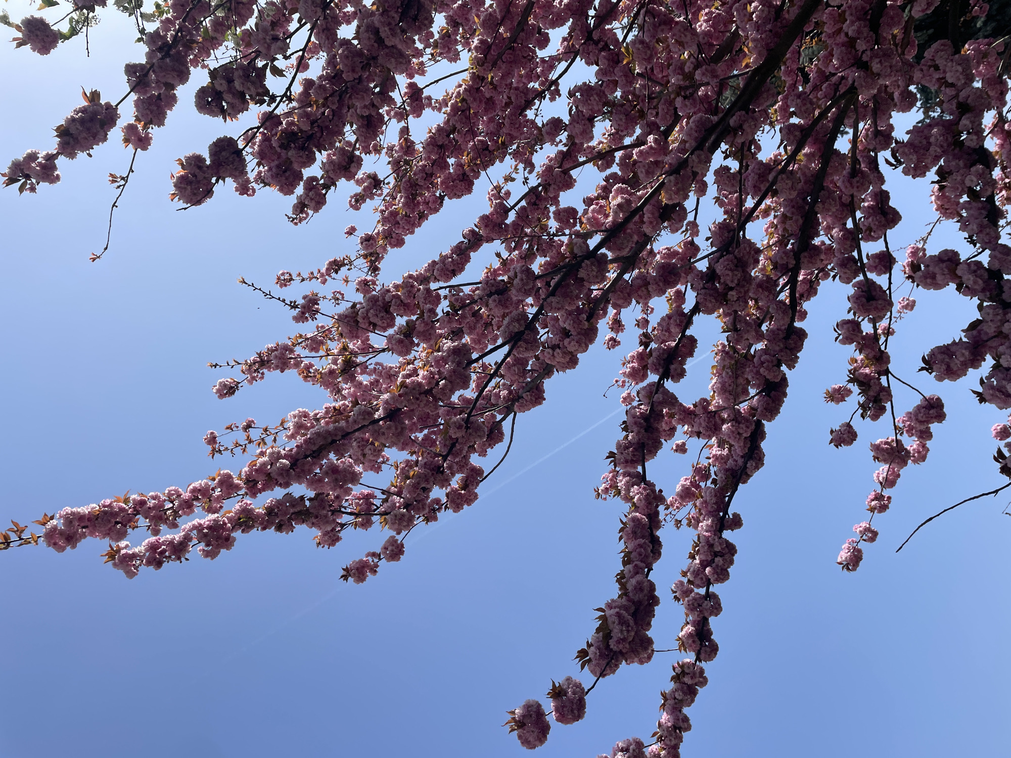 Spring morning walk captures Keszthely landmarks and blooming trees
