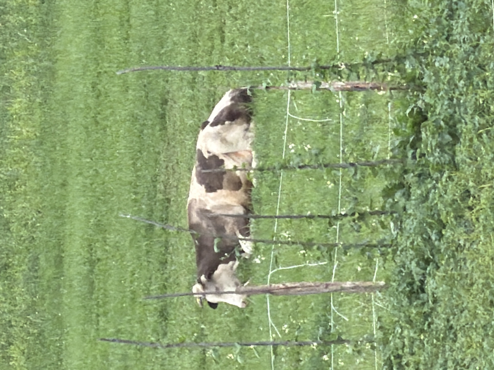 Livestock in the fields, construction underway at a Stróża warehouse