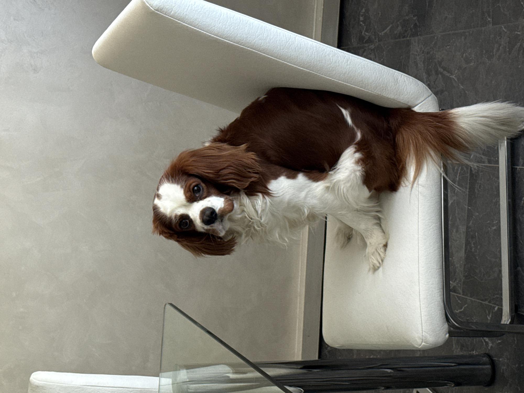 Domestic pet life documented in Bulgarian home over afternoon
