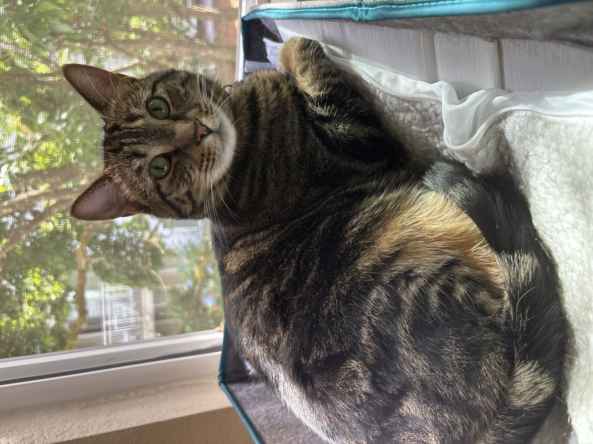 Green-eyed tabby cat relaxing in a cozy pet bed by the window