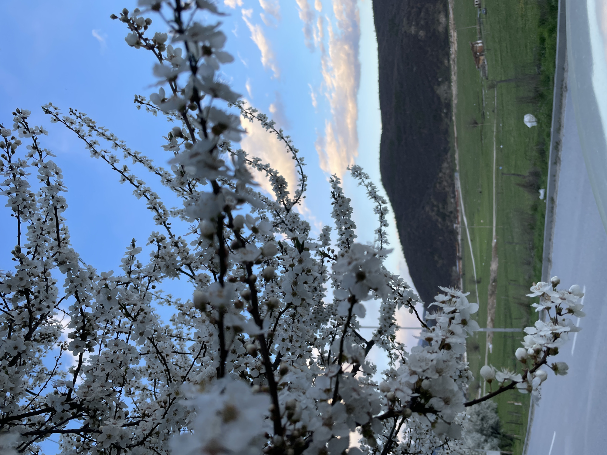 Spring blooms and mountain views captured in Velingrad, Bulgaria