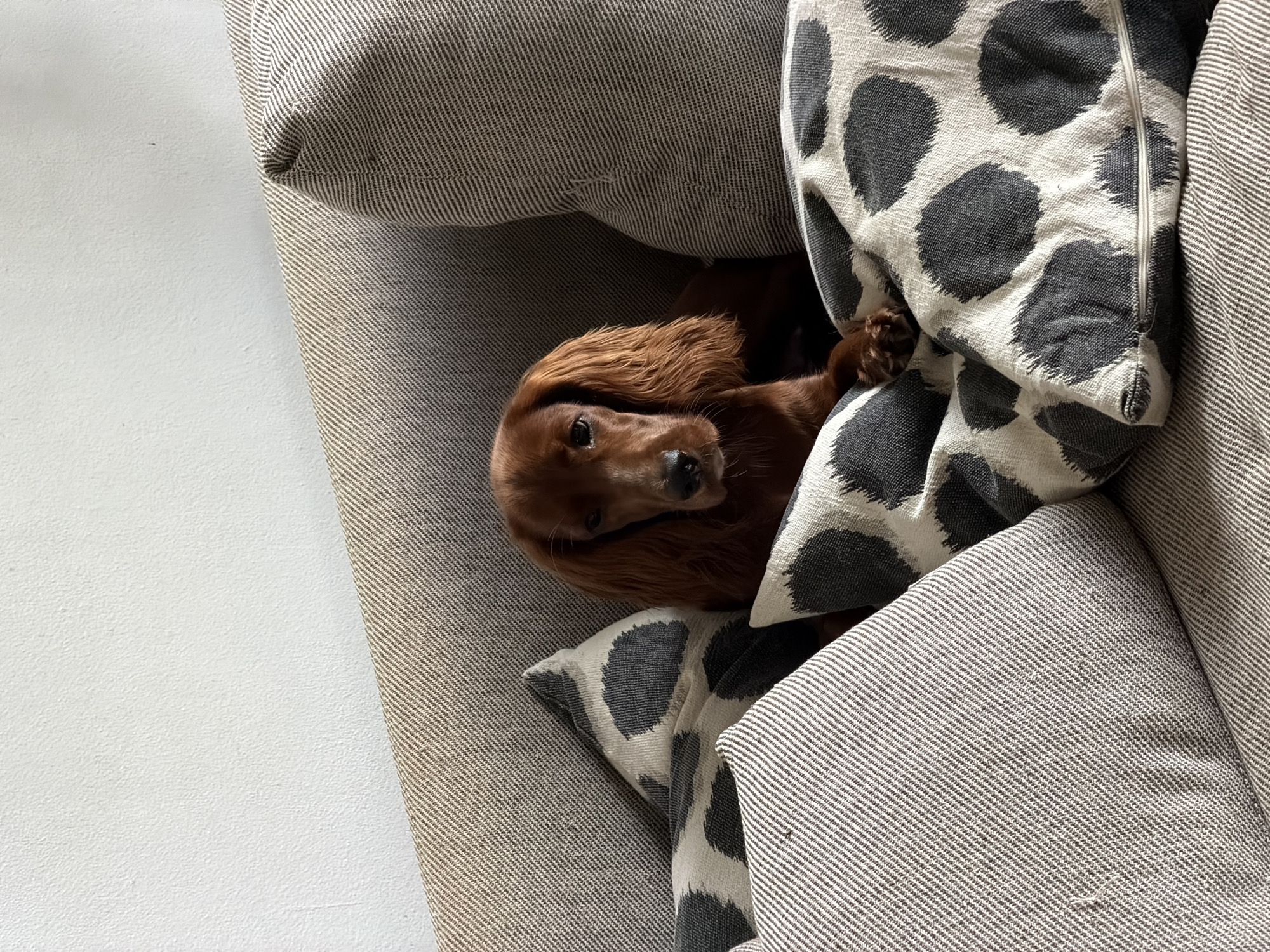 Craft studio day in Chang Phueak with an Irish Setter in tow