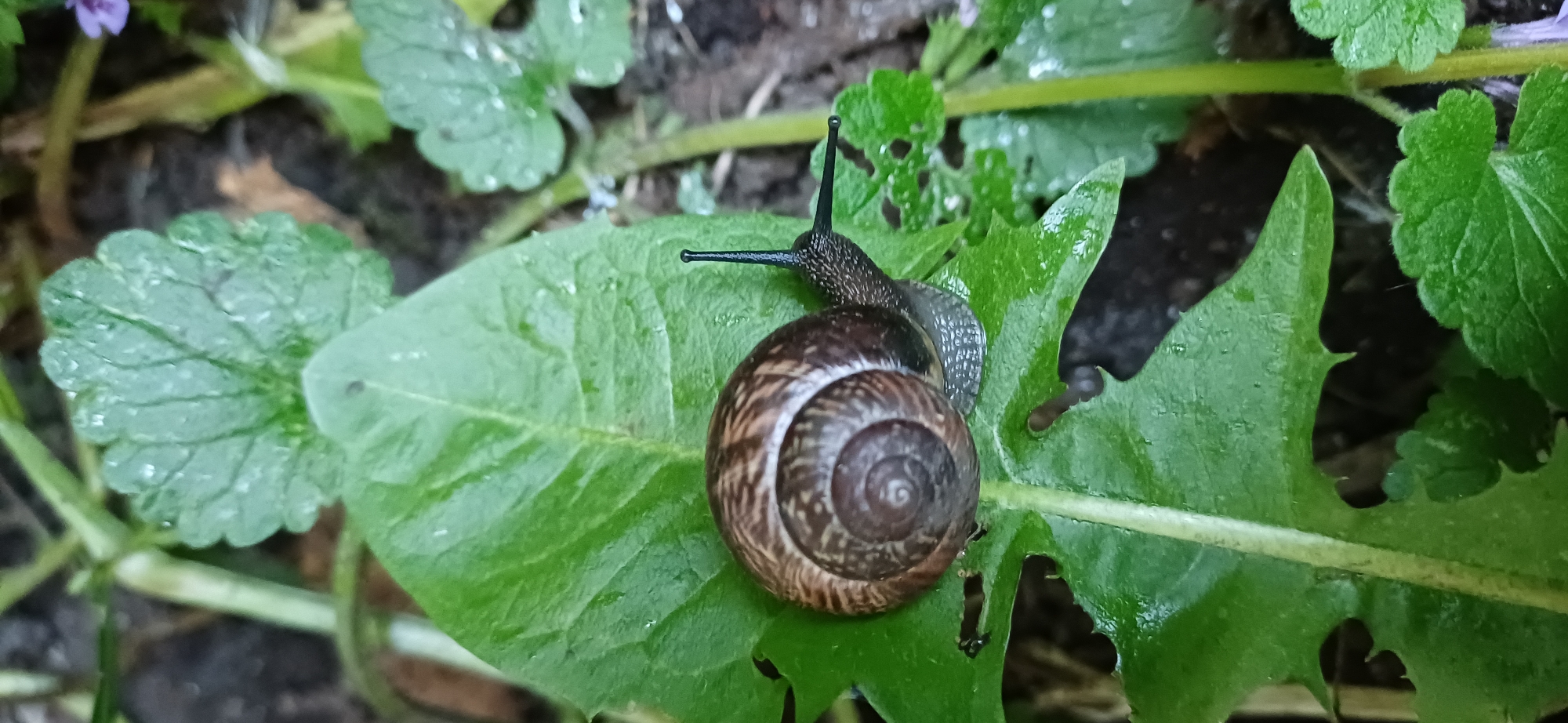 Garden snail photographed on leaf in Saint Petersburg