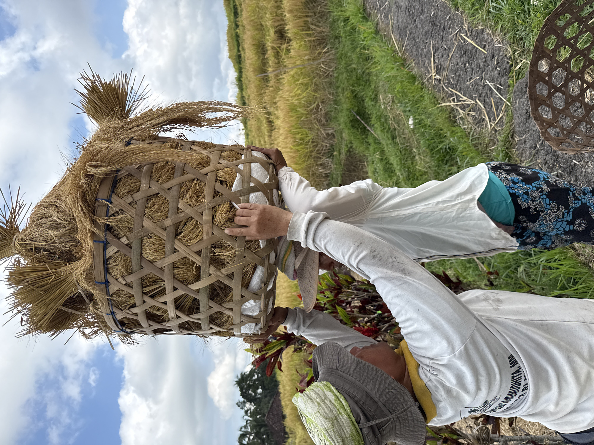 Rice harvest day in the terraced fields of Penebel, Bali