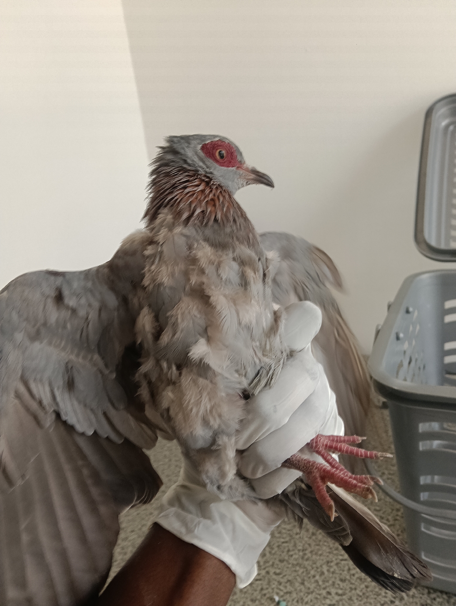Animals receive veterinary care at Nairobi facility